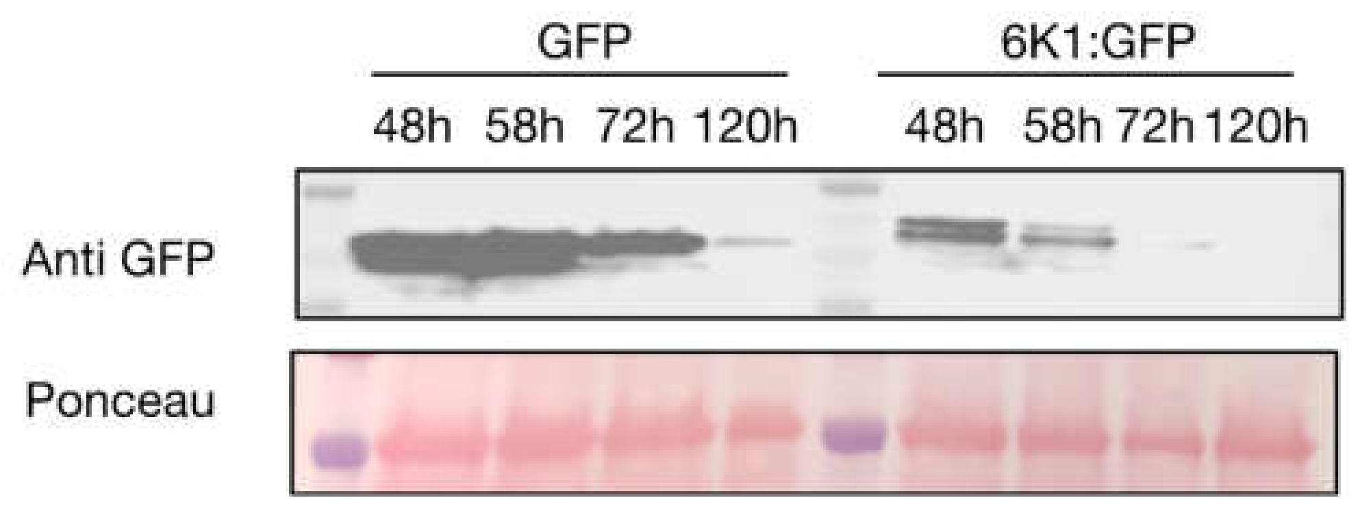 Viruses 14 01341 g001