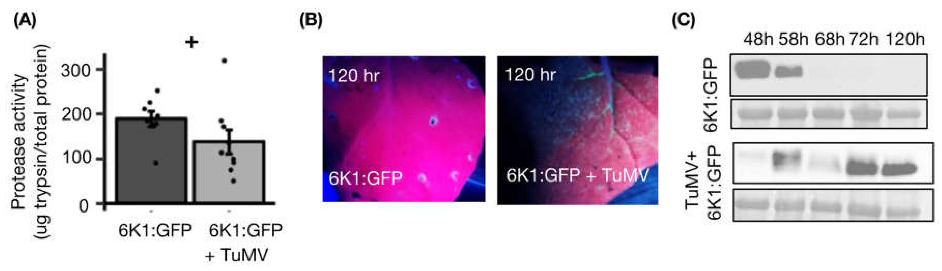 Viruses 14 01341 g004