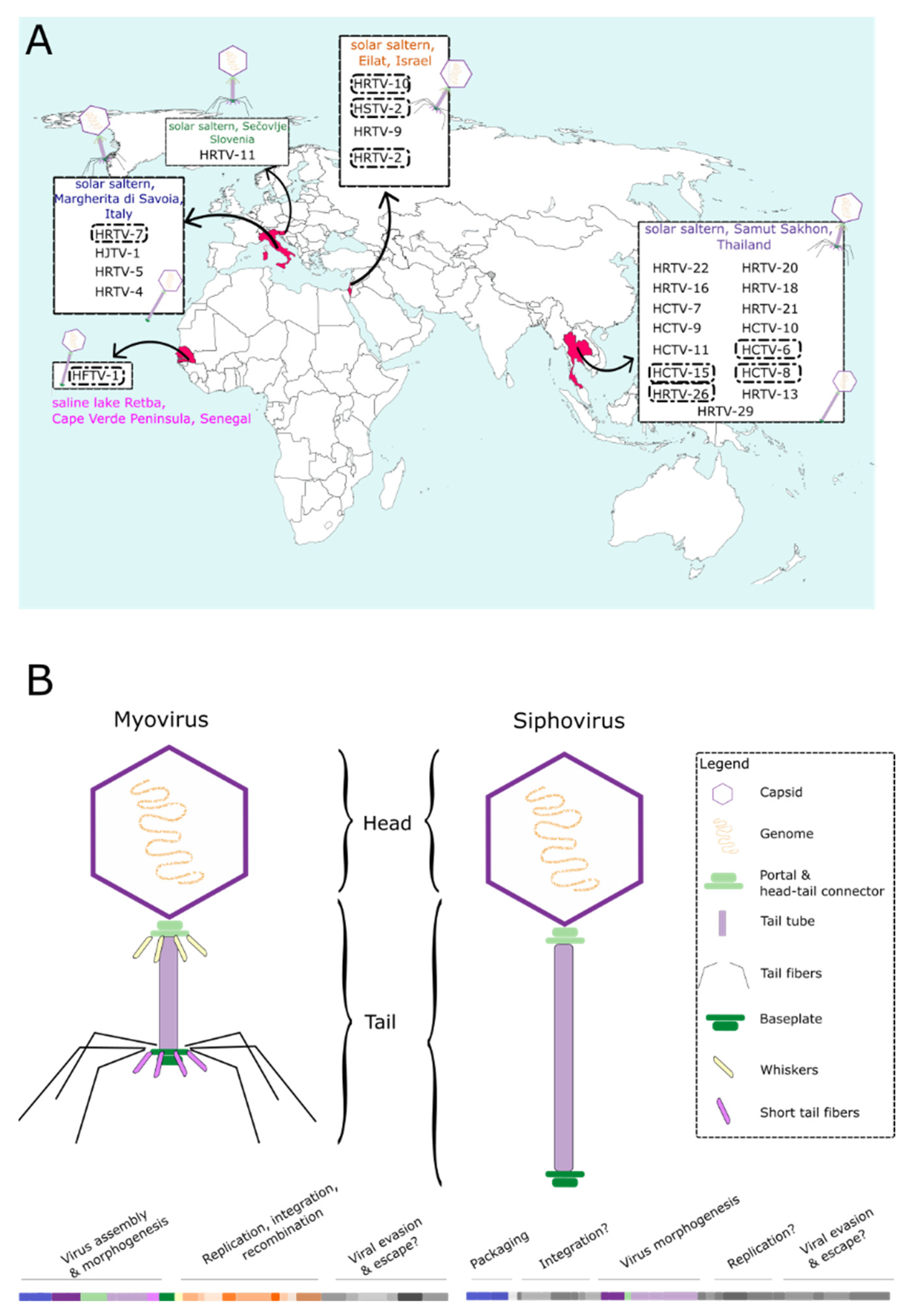Viruses 14 01344 g003