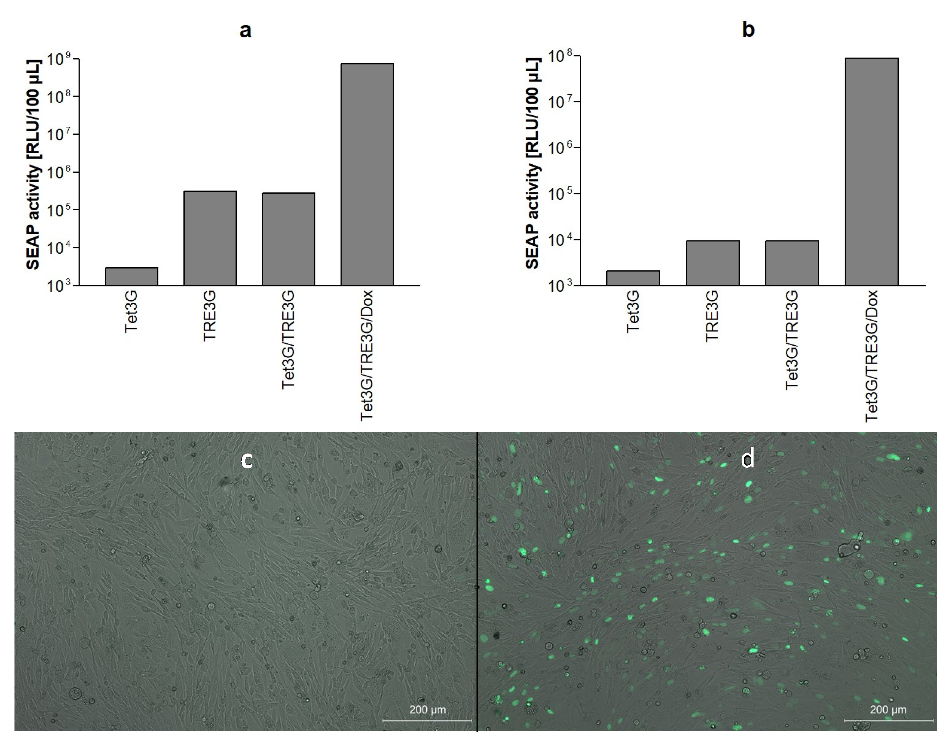 Viruses 14 01354 g001