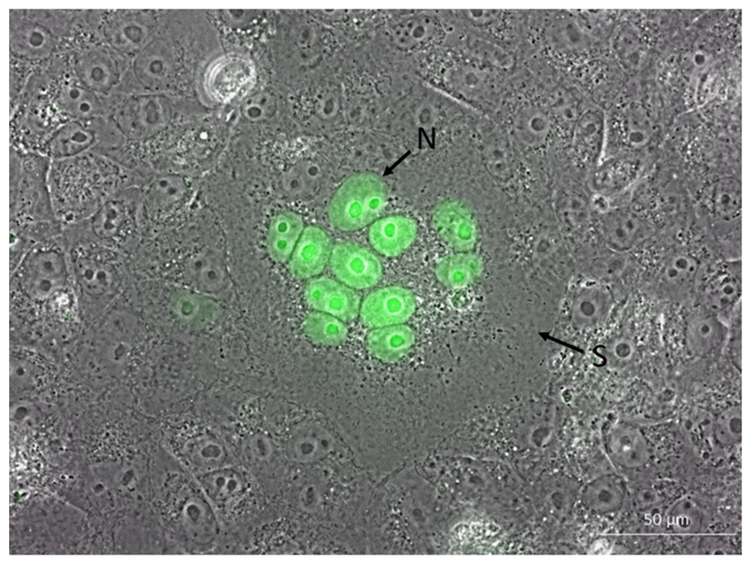 Viruses 14 01354 g003