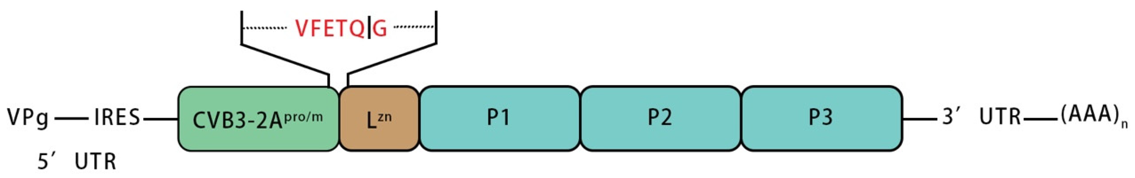 Viruses 14 01360 g001 Viruses 14 01360 g001
