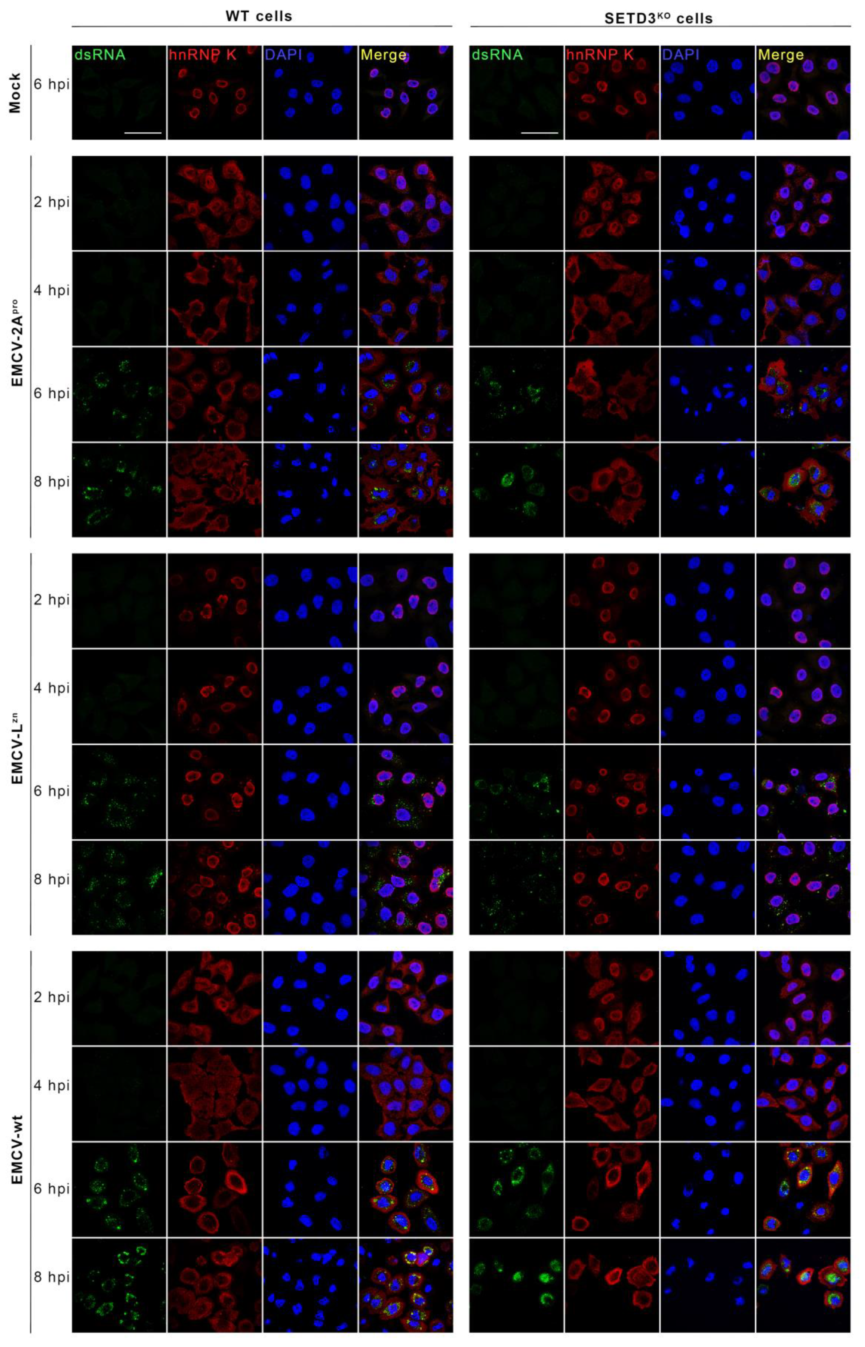 Viruses 14 01360 g004 Viruses 14 01360 g004