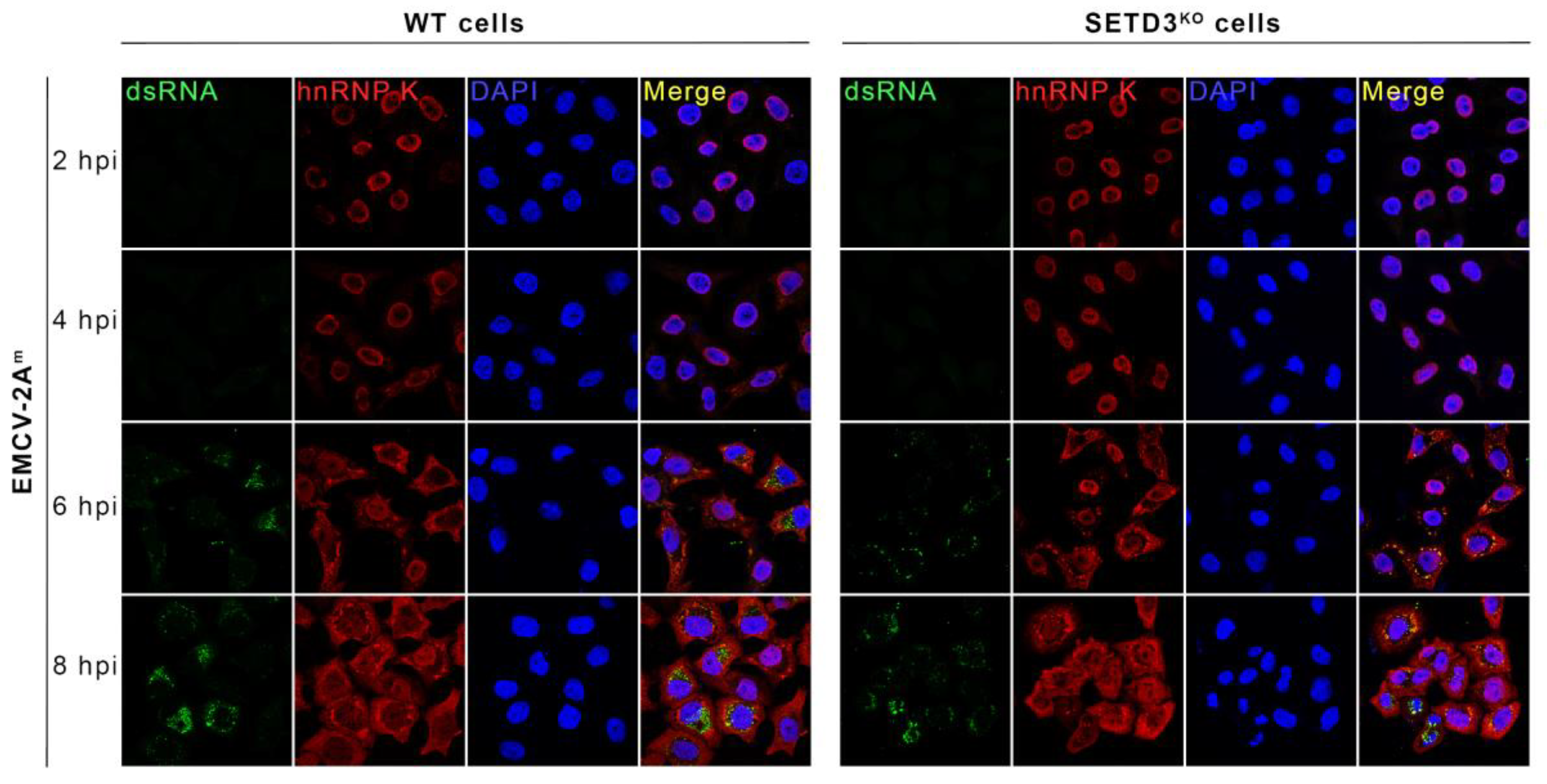 Viruses 14 01360 g007 Viruses 14 01360 g007