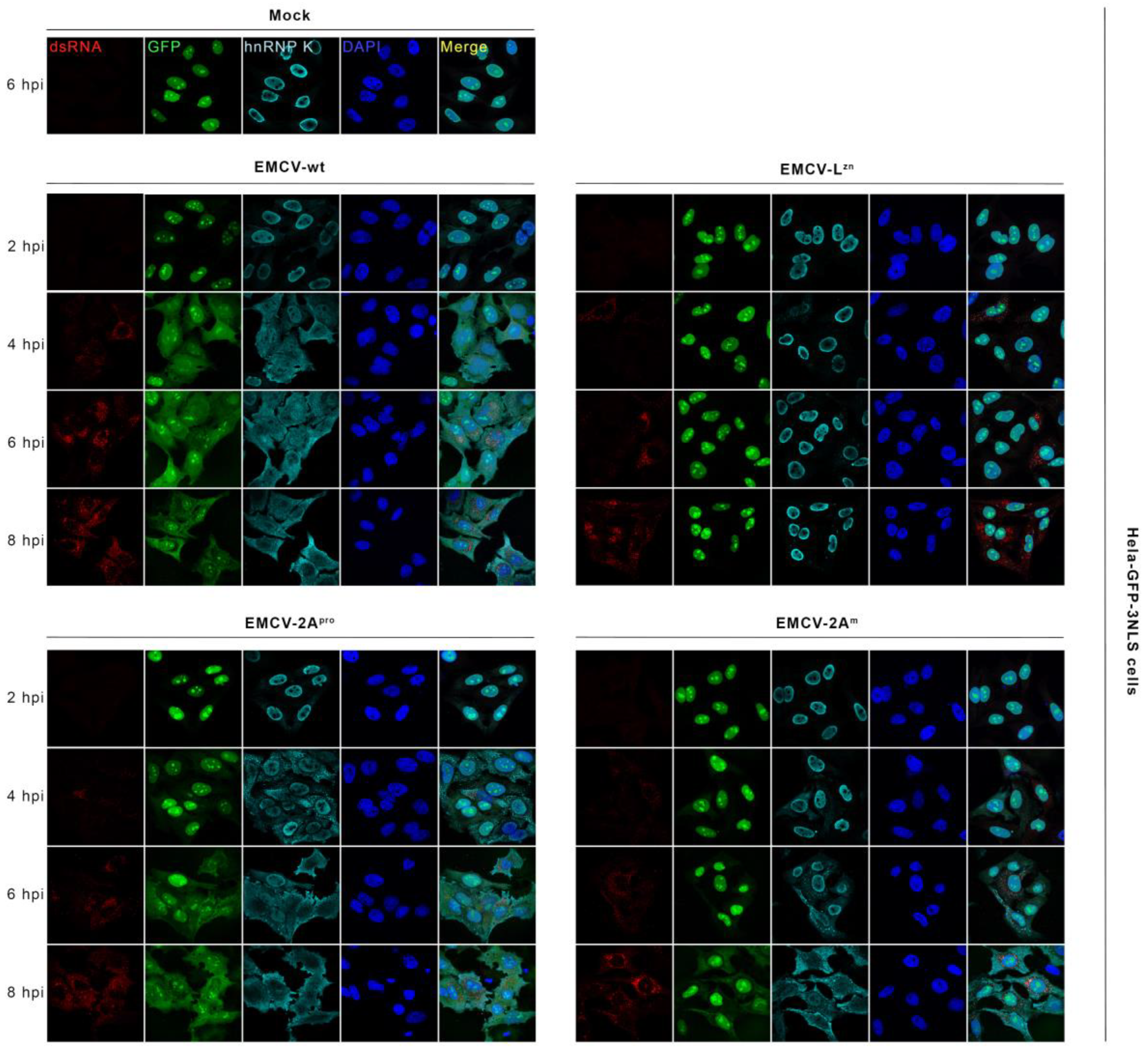 Viruses 14 01360 g008 Viruses 14 01360 g008