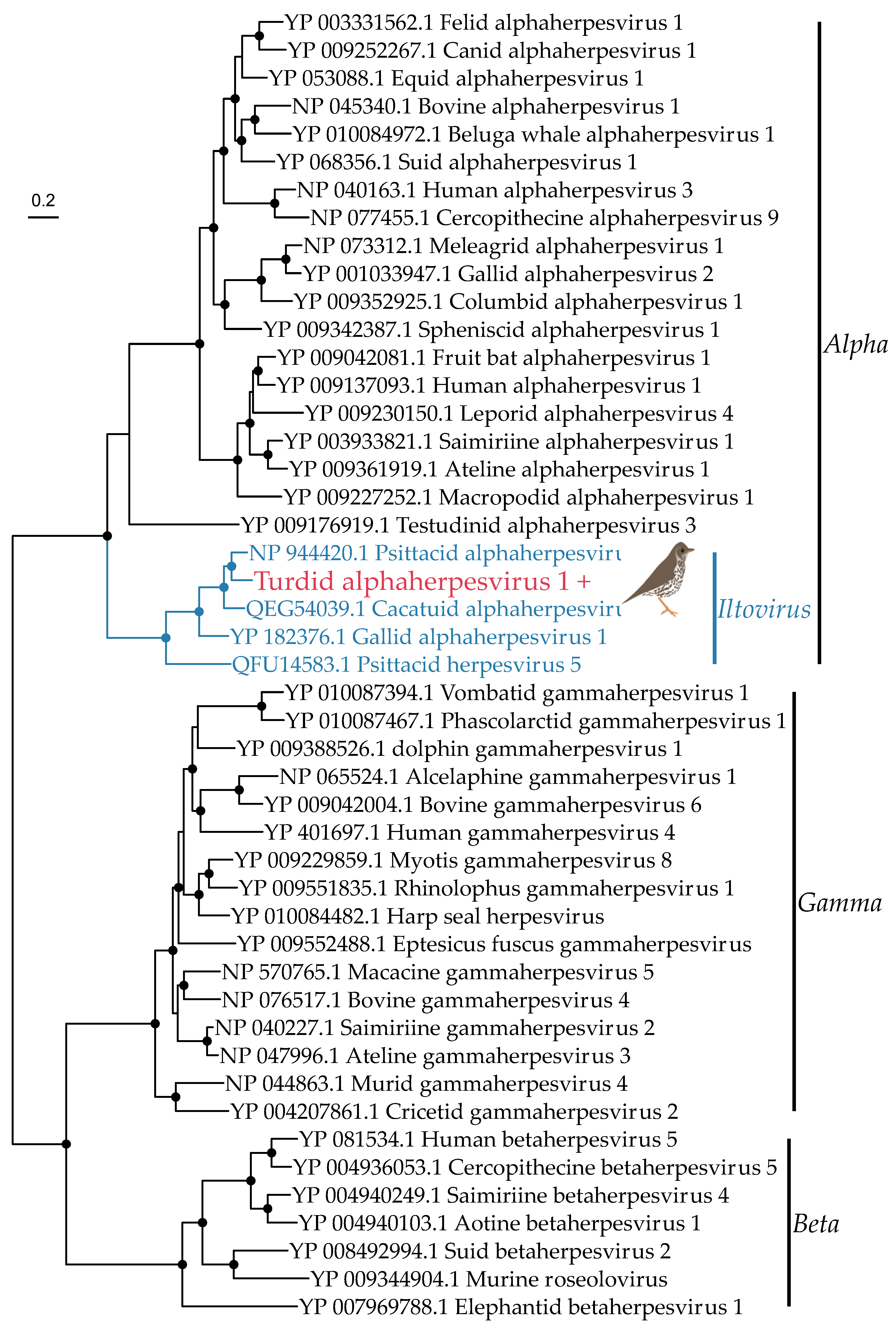 Viruses 14 01364 g006