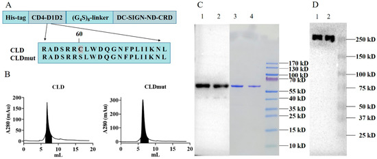 Fusion Proteins CLD and CLDmut Demonstrate Potent and Broad