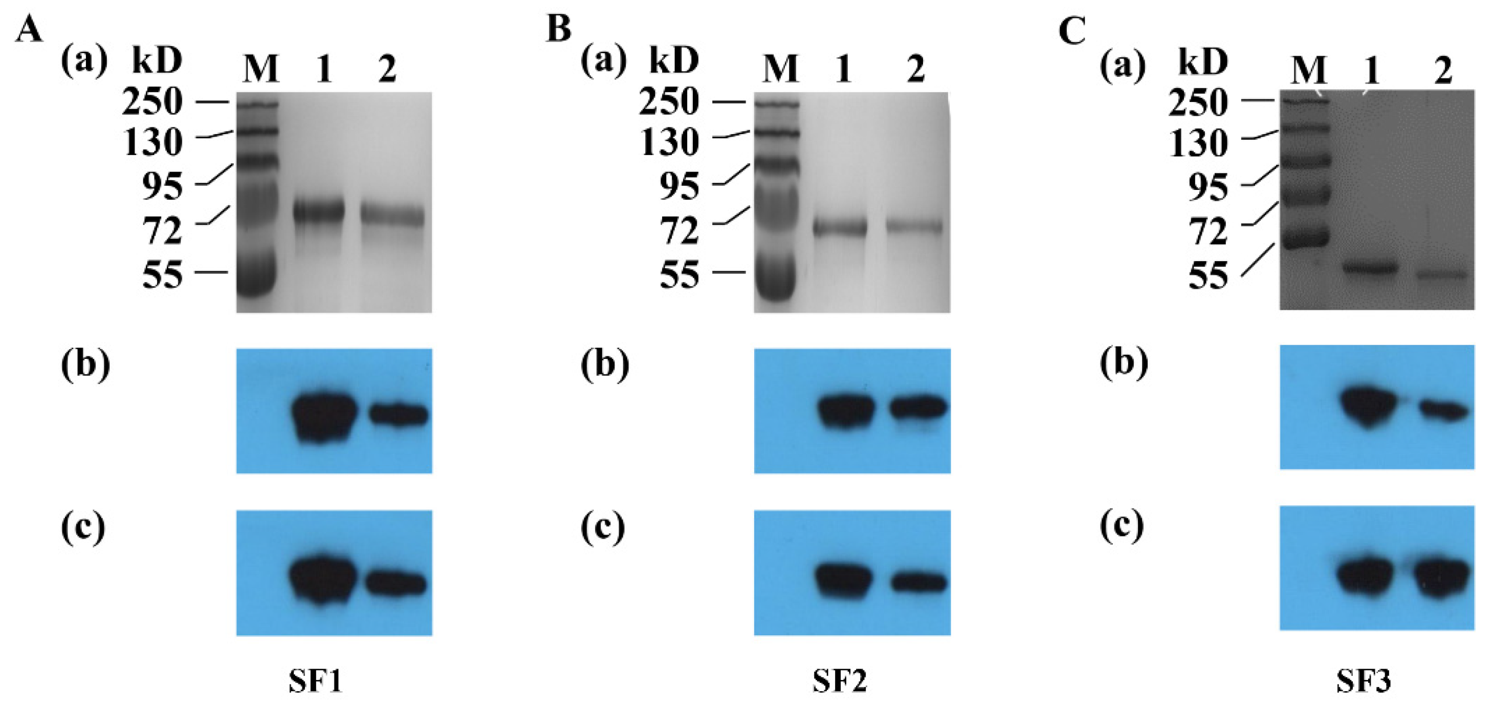 Viruses 14 01371 g004 550