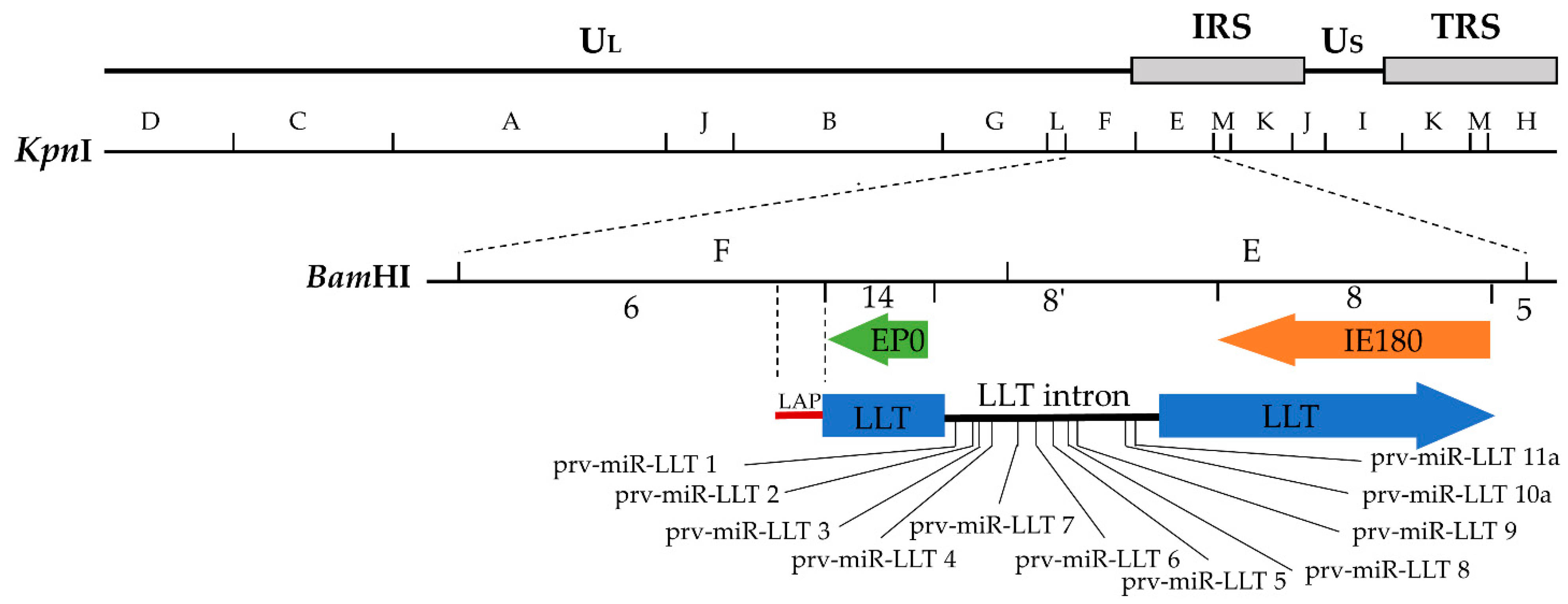 Viruses 14 01379 g001 Viruses 14 01379 g001