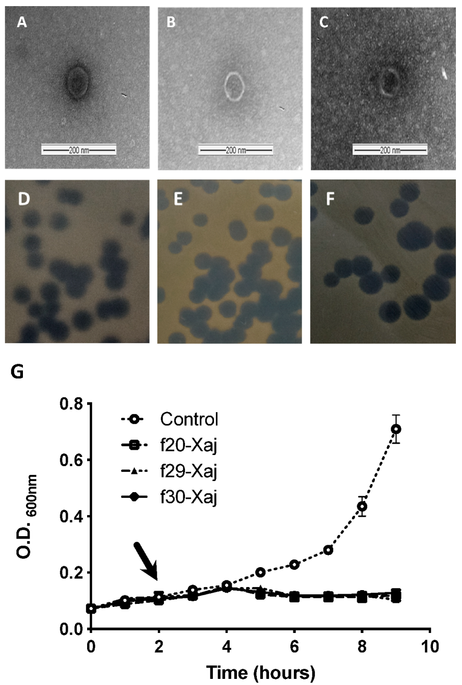 Viruses 14 01380 g001 Viruses 14 01380 g001