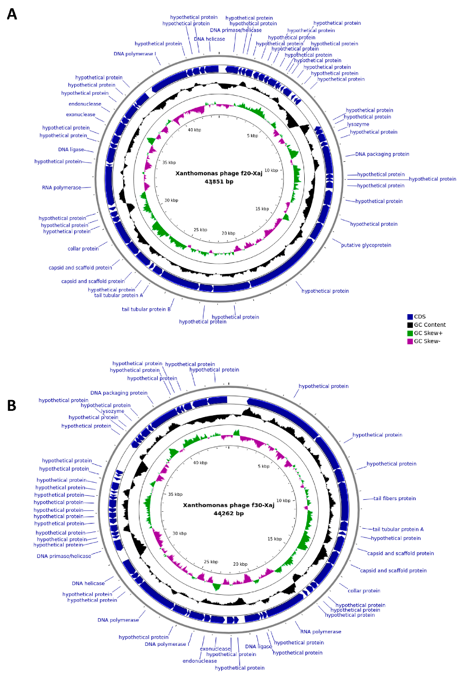 Viruses 14 01380 g004 Viruses 14 01380 g004