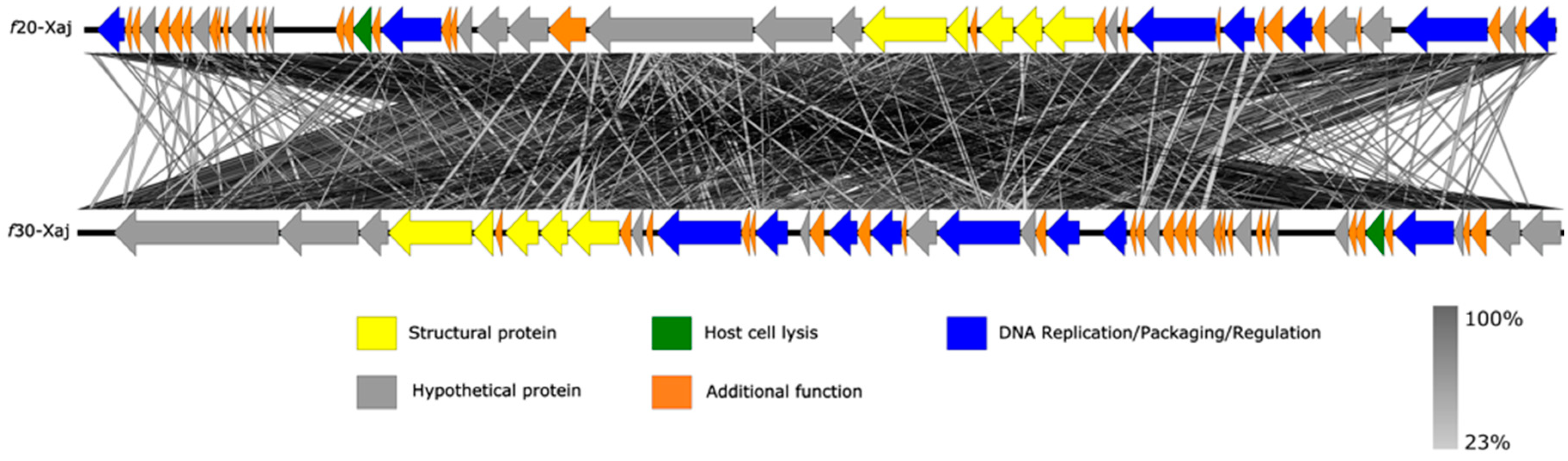 Viruses 14 01380 g005 Viruses 14 01380 g005