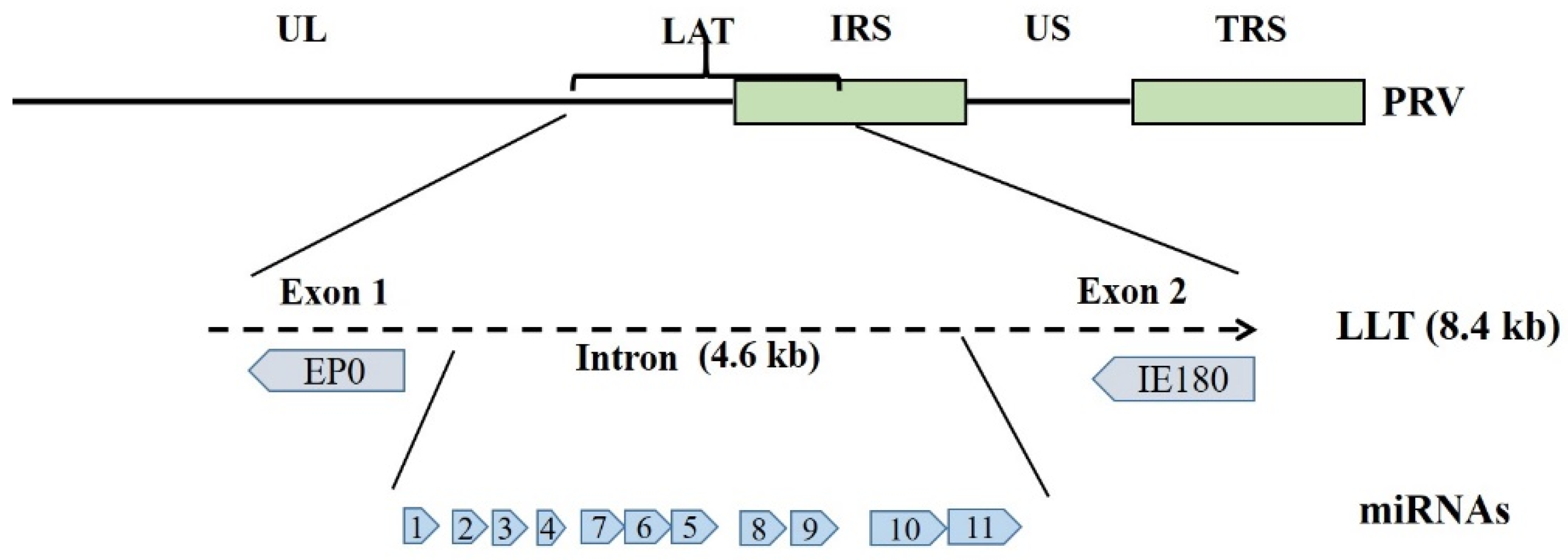Viruses 14 01386 g001