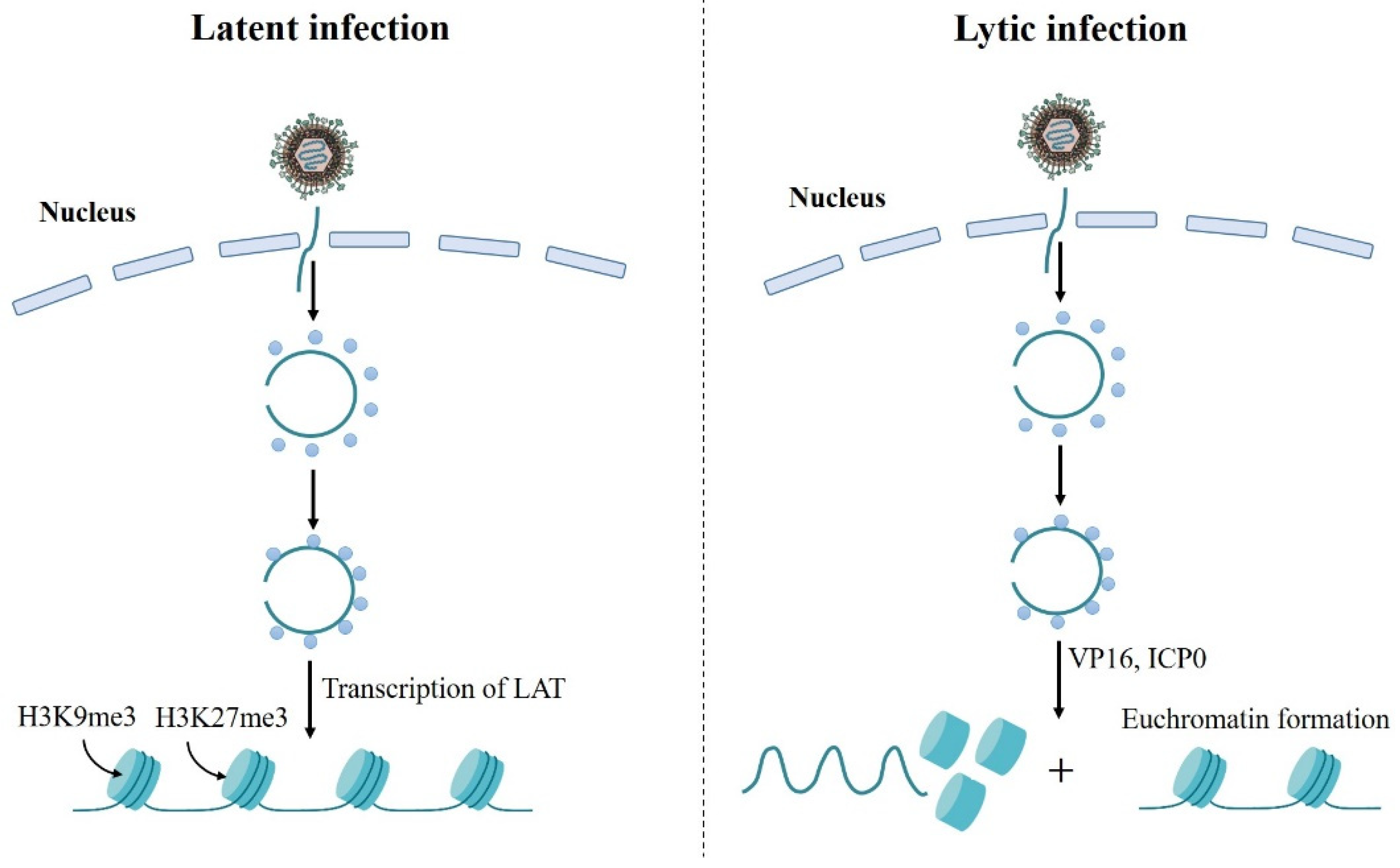 Viruses 14 01386 g002