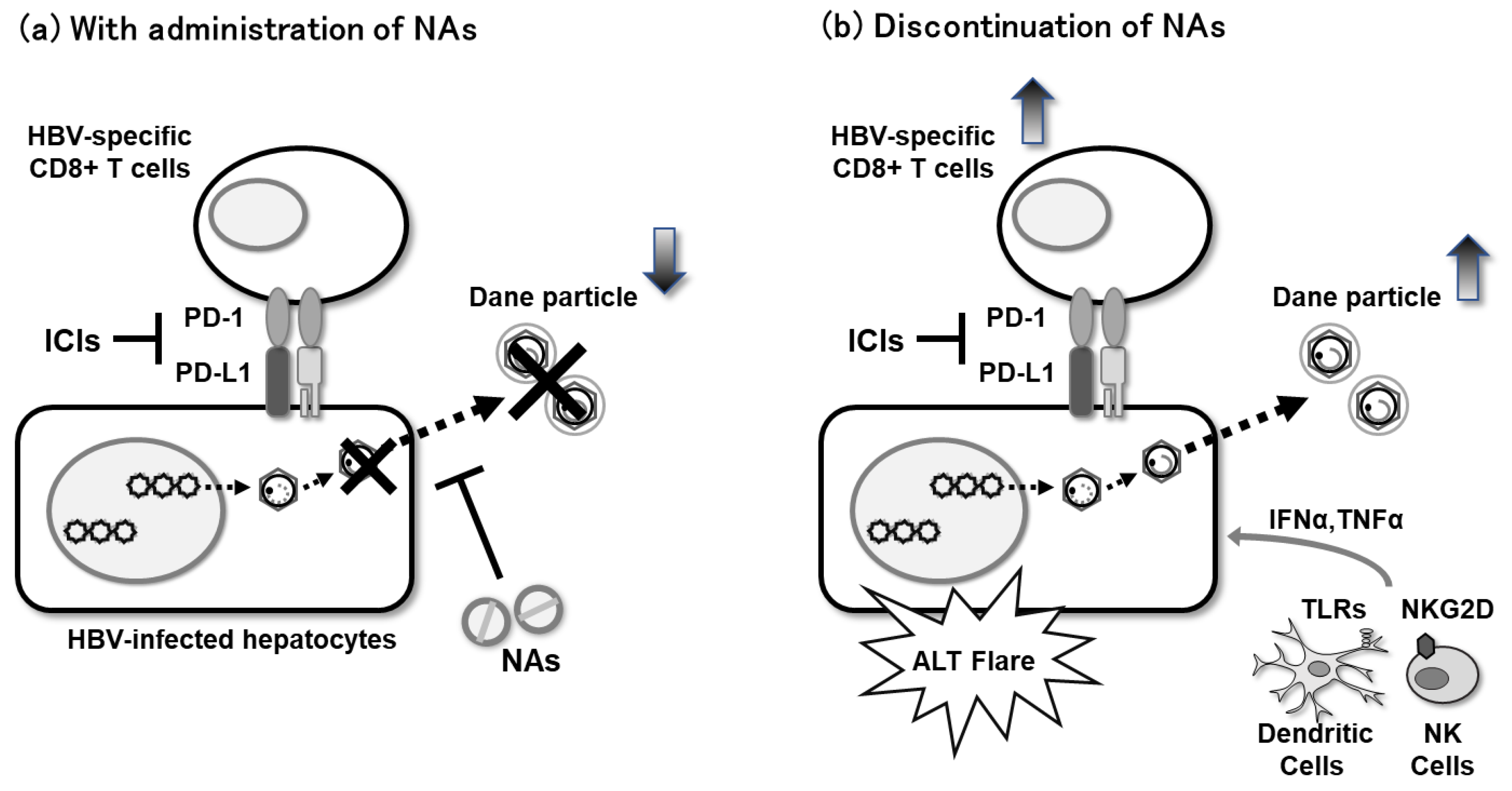 Viruses 14 01393 g002