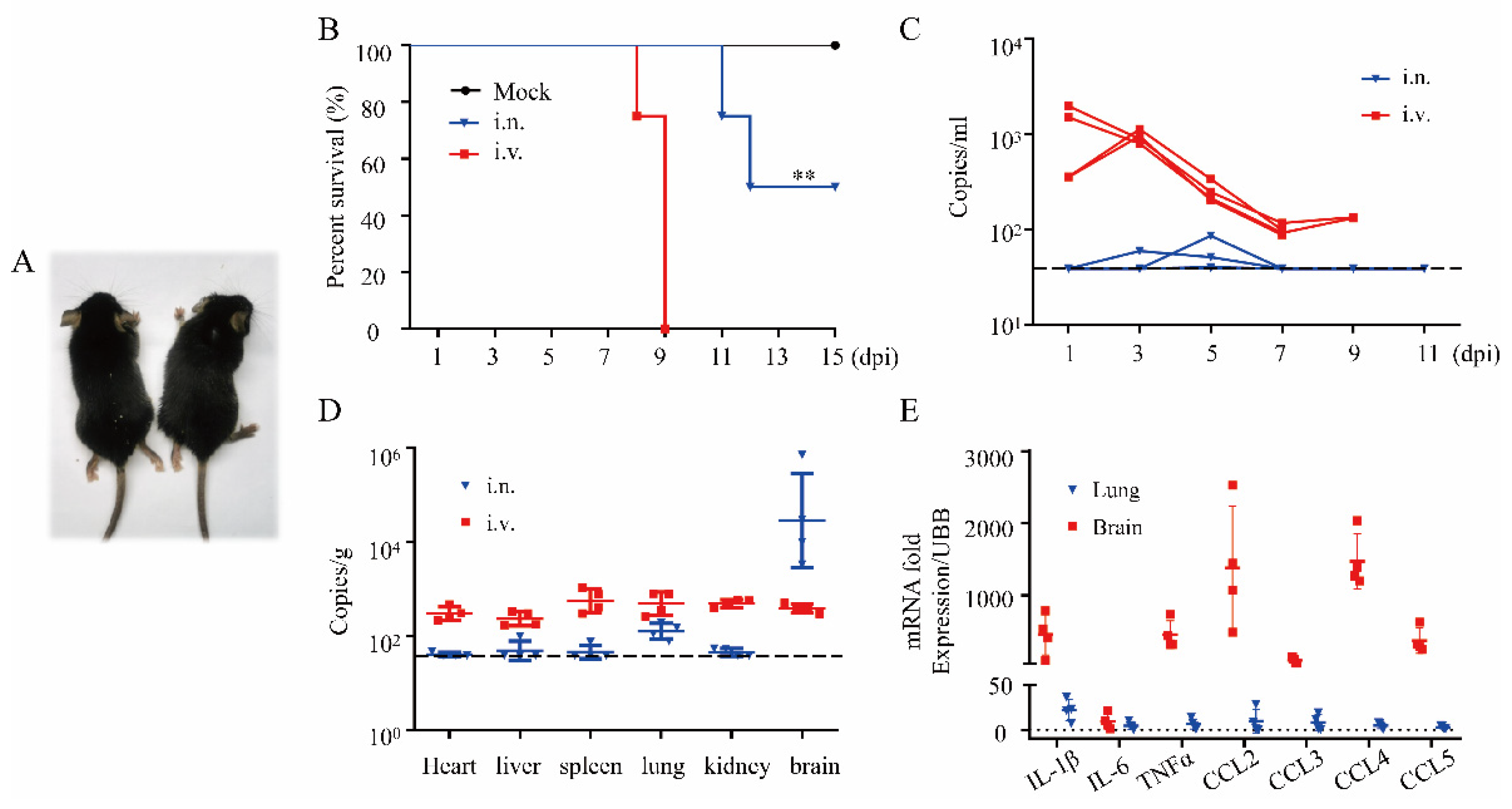 Viruses 14 01394 g005