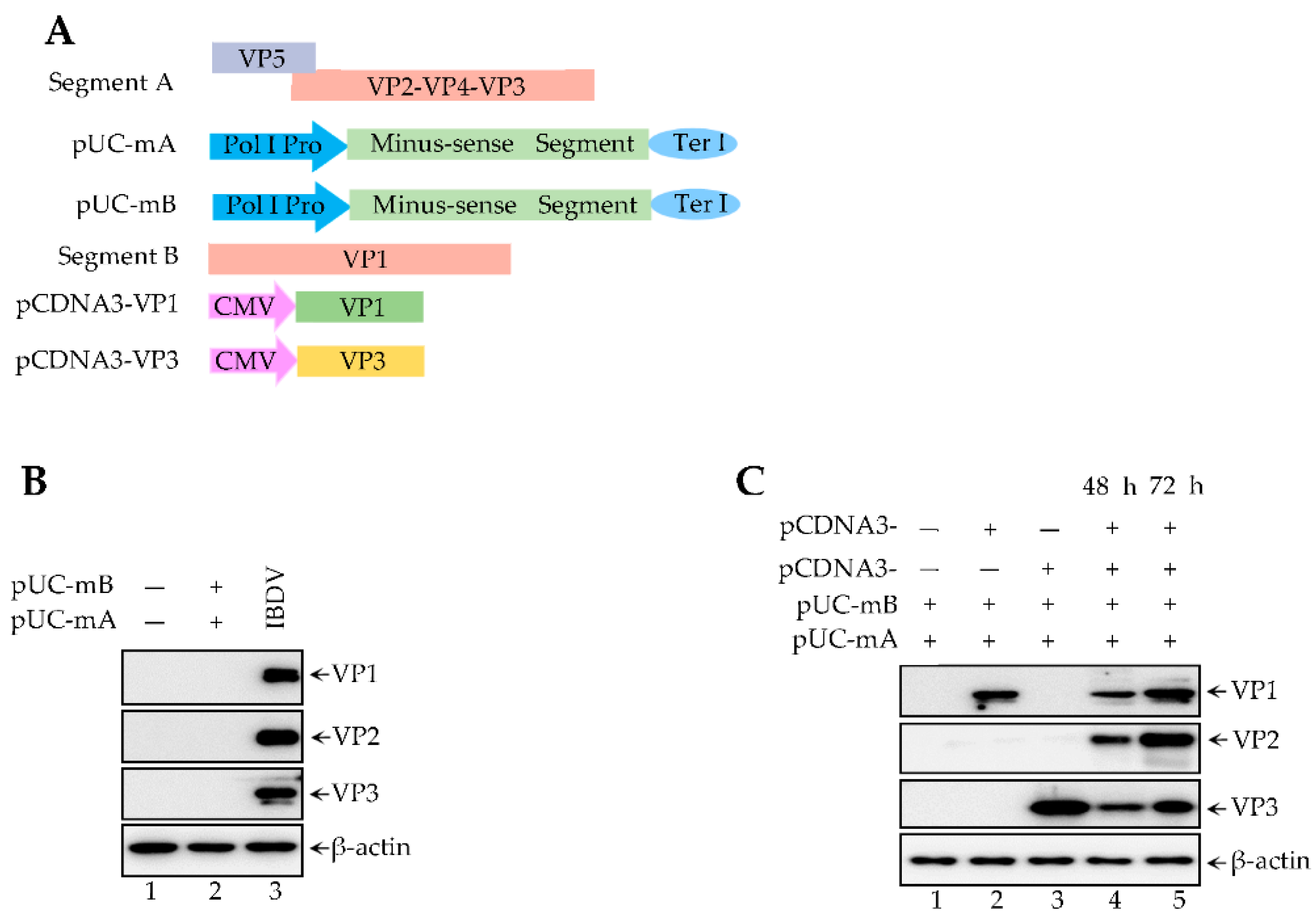 Viruses 14 01396 g001 Viruses 14 01396 g001