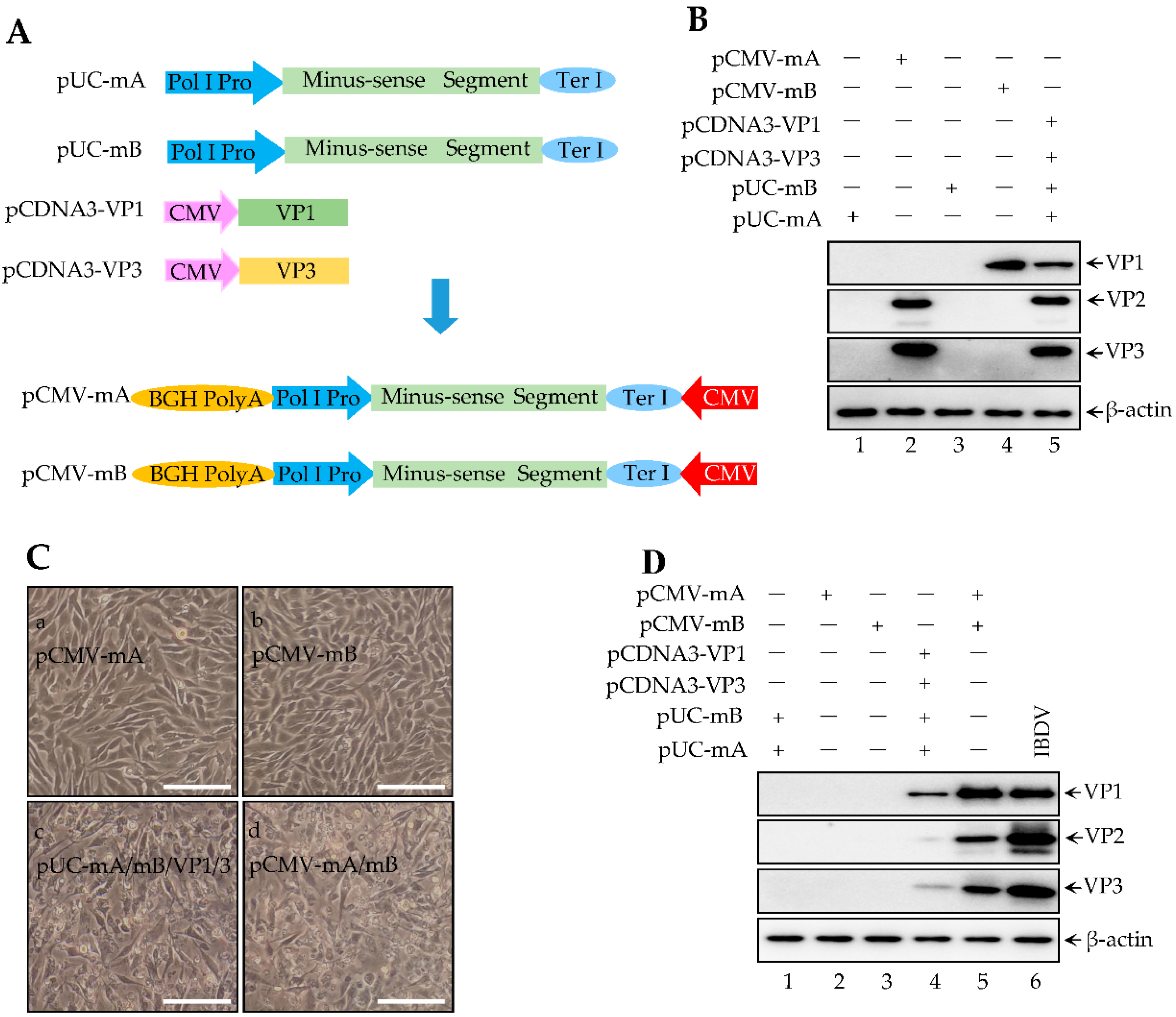 Viruses 14 01396 g003a Viruses 14 01396 g003a