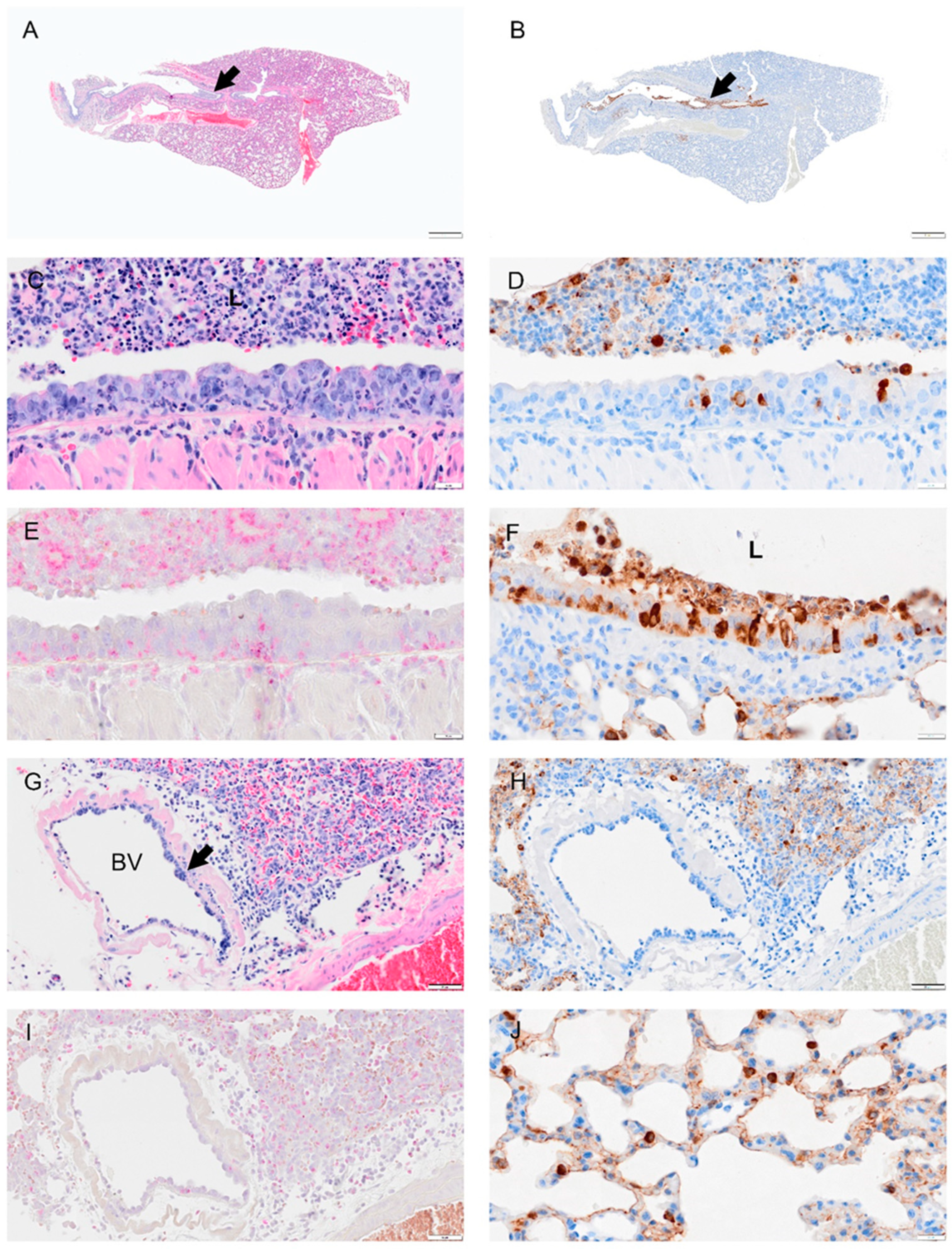 Viruses 14 01403 g005 550