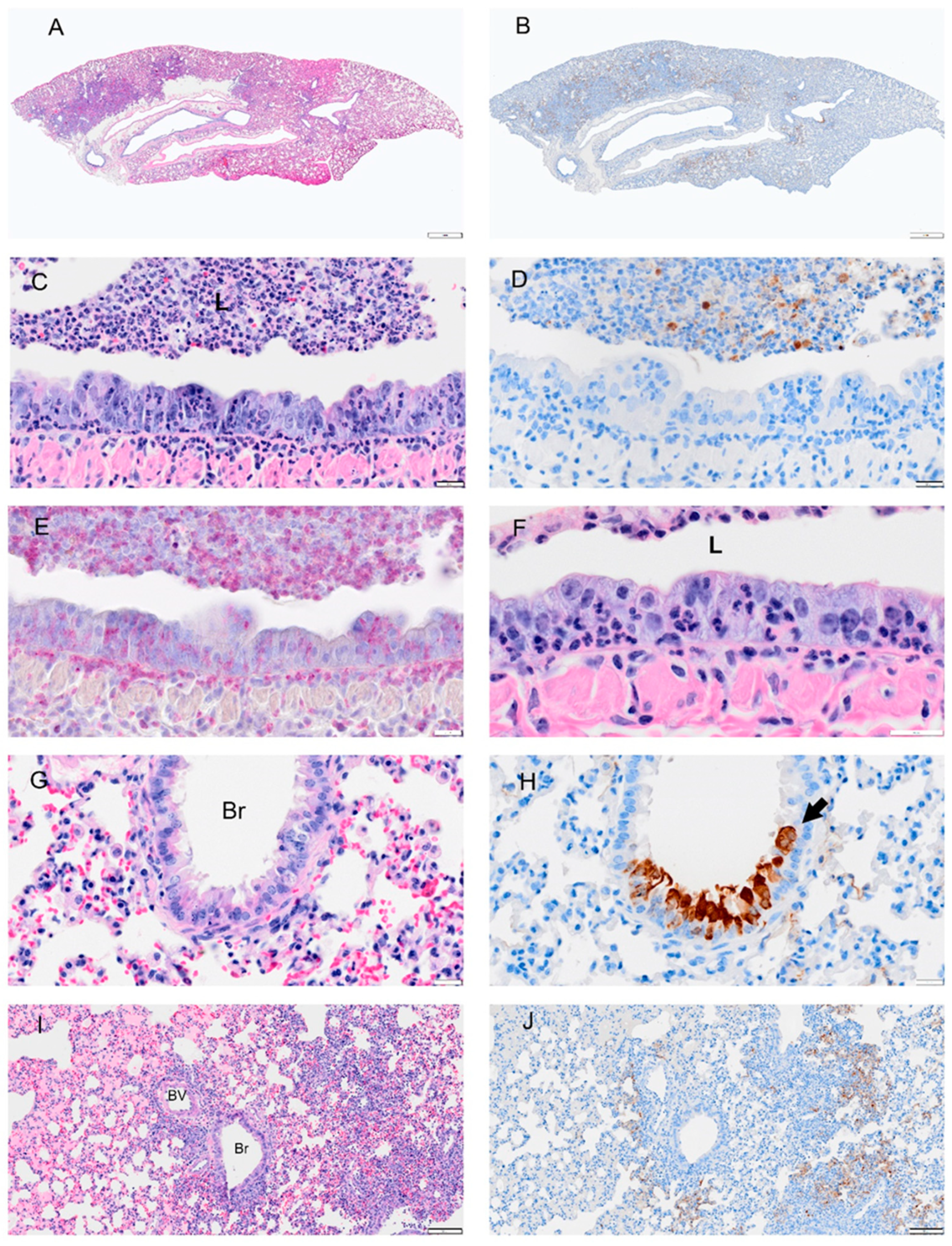 Viruses 14 01403 g006 550