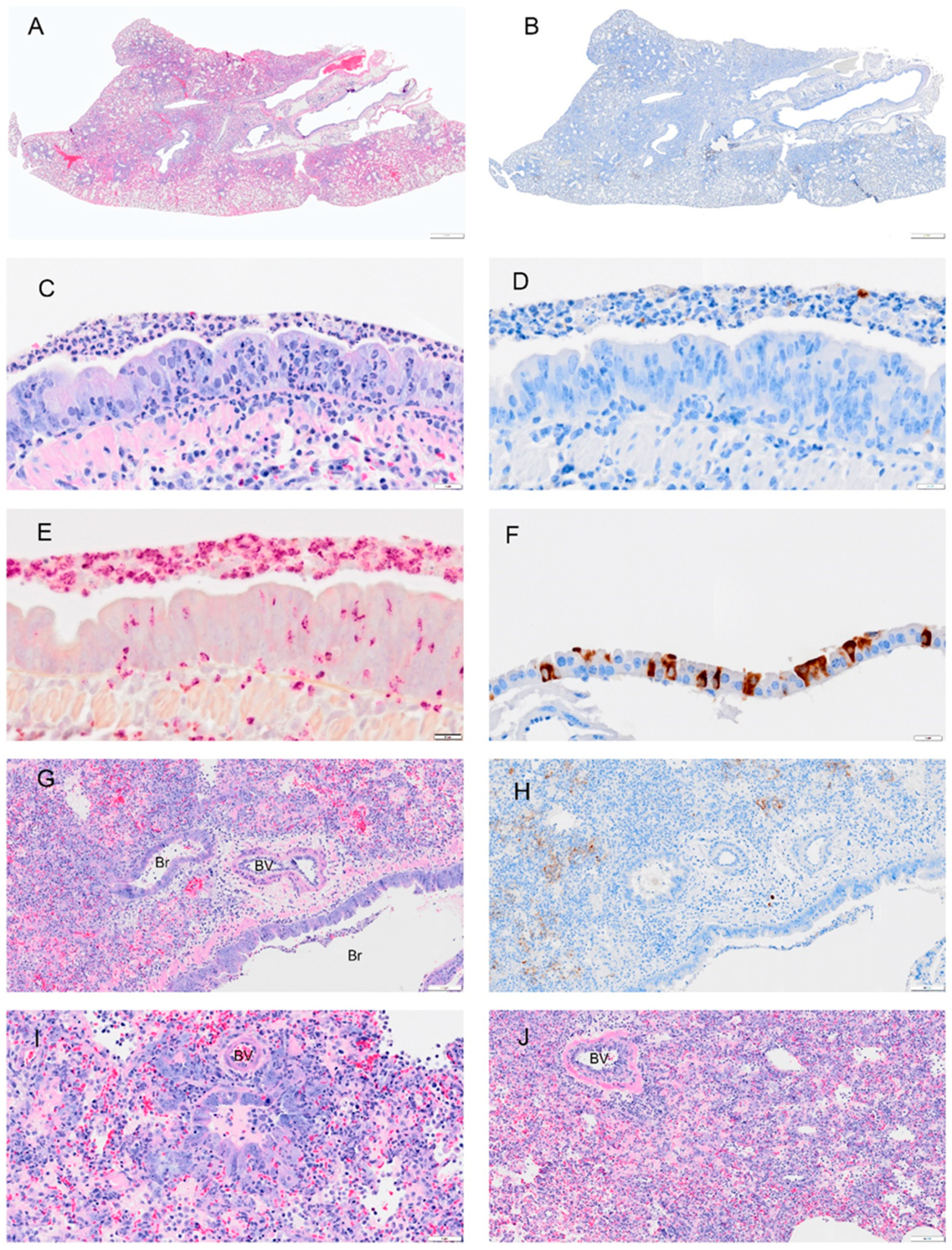 Viruses 14 01403 g007 550