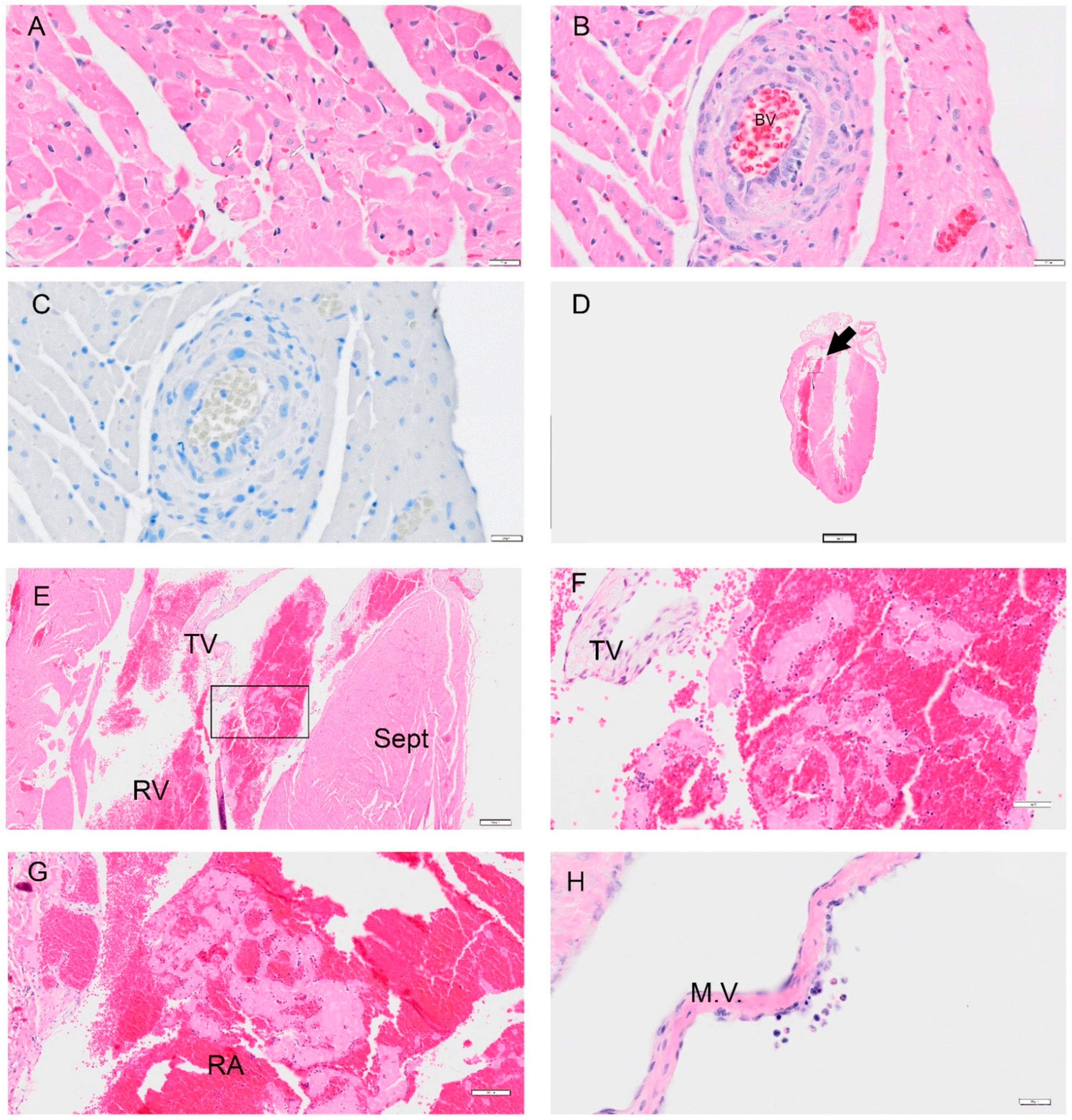 Viruses 14 01403 g010 550