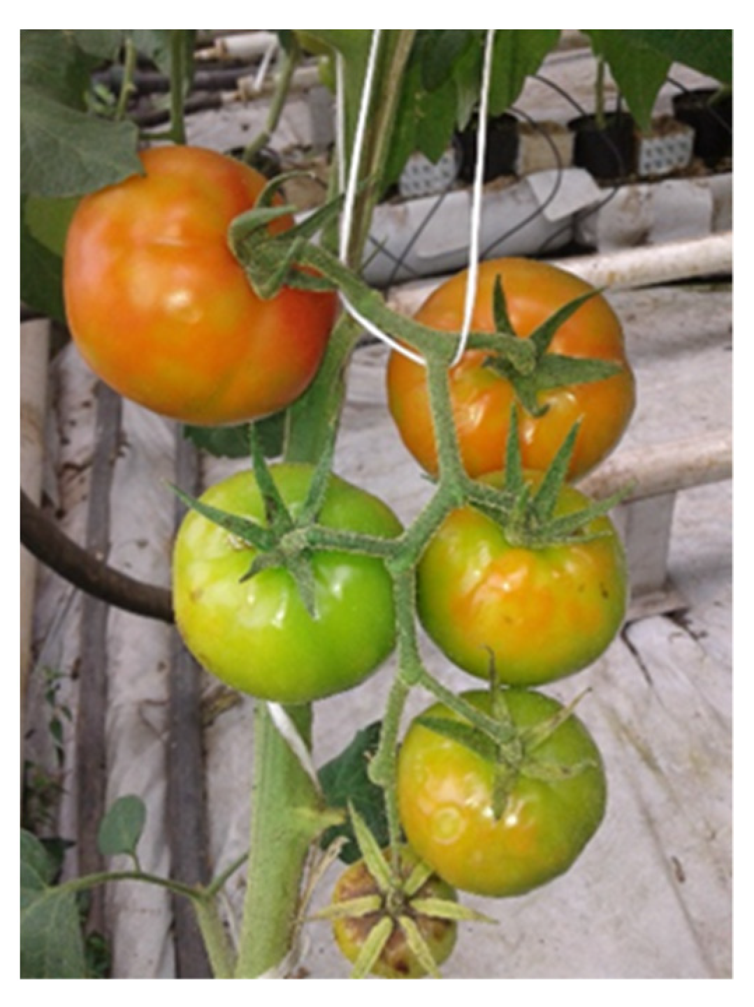 Viruses Free FullText Occurrence, Variability of Tomato