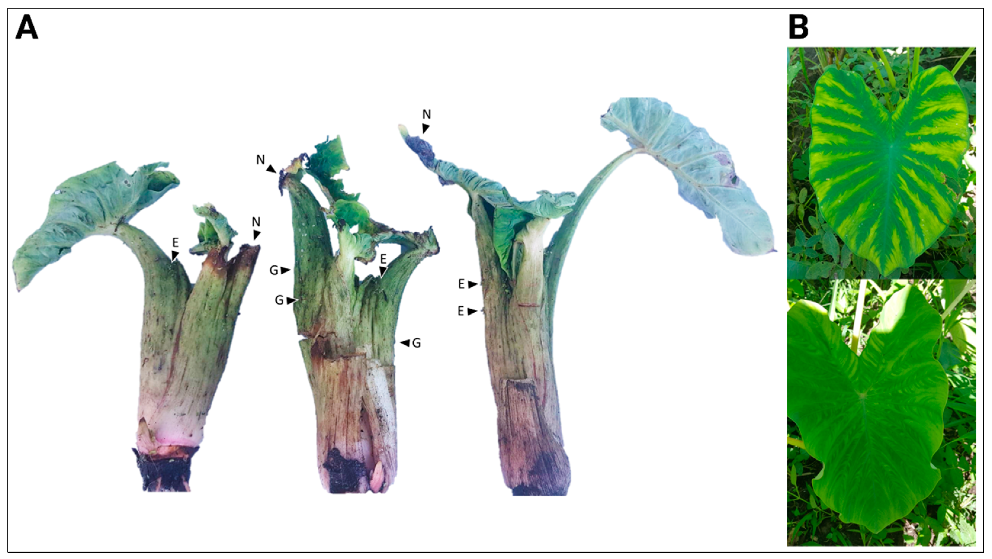 Viruses 14 01410 g001 550