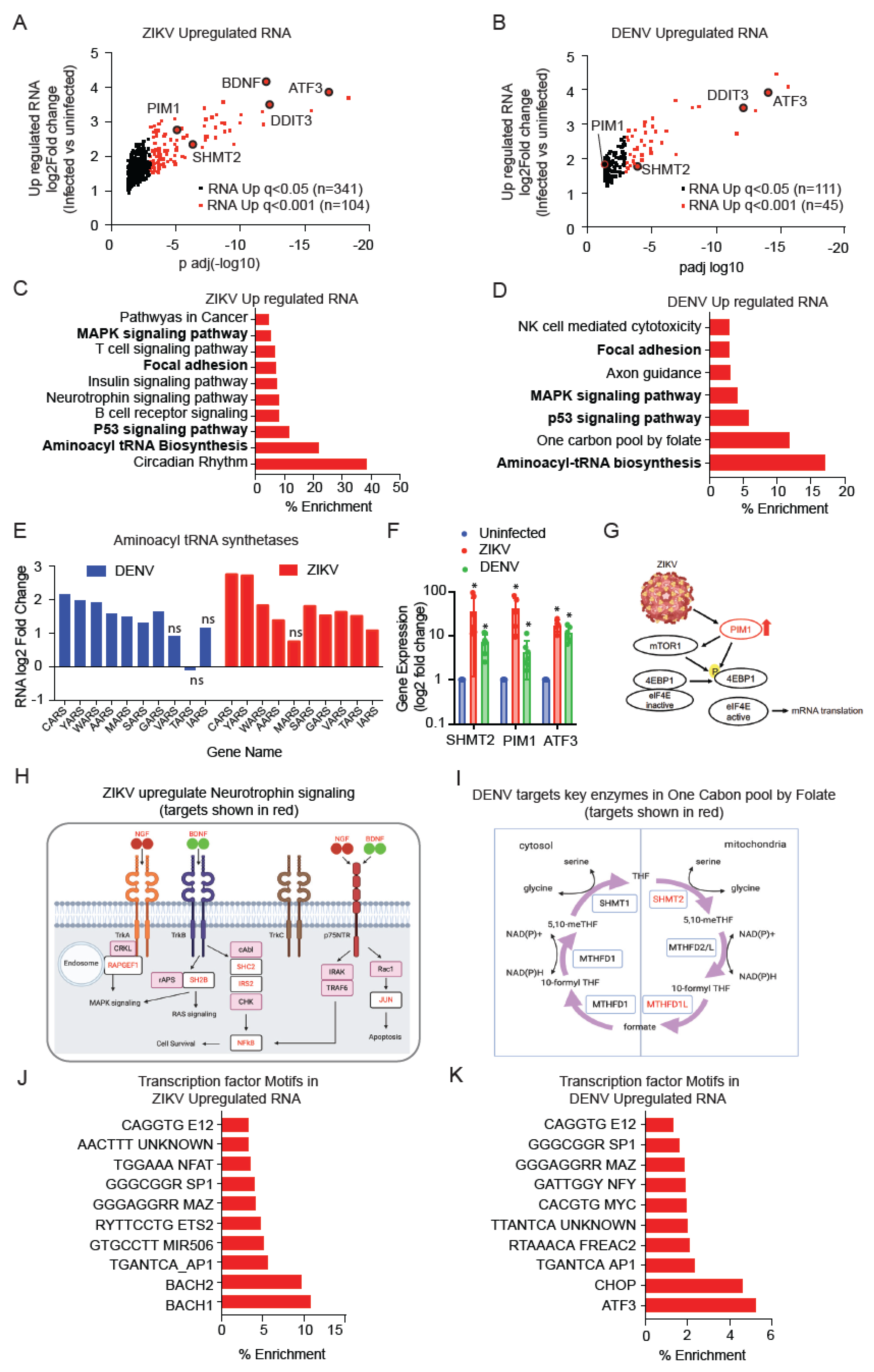 Viruses 14 01418 g002 550