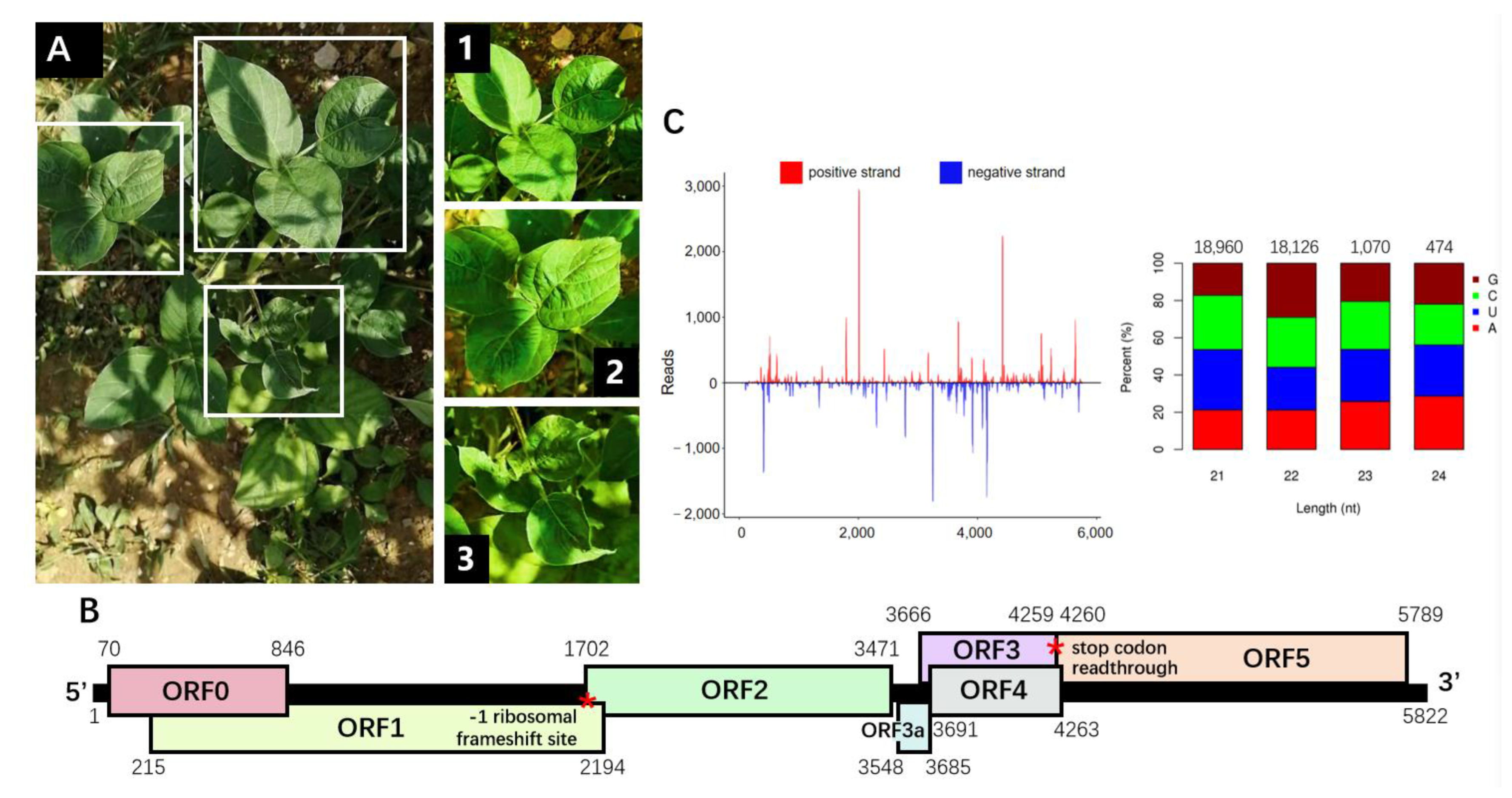 Viruses 14 01428 g001 Viruses 14 01428 g001