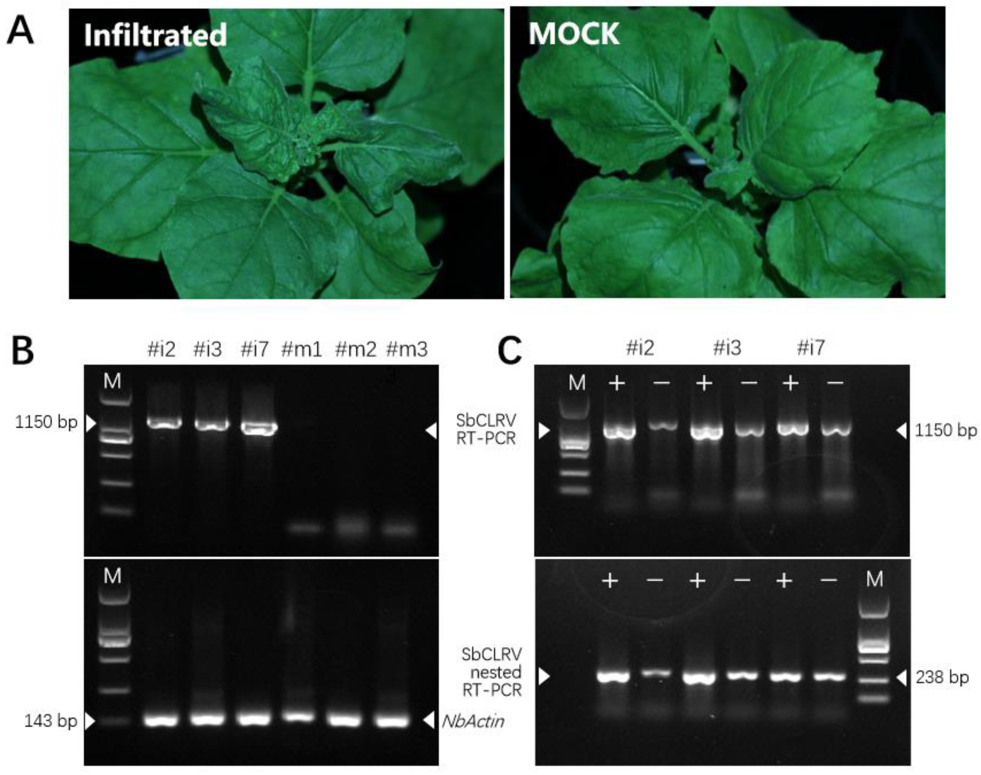 Viruses 14 01428 g003 Viruses 14 01428 g003