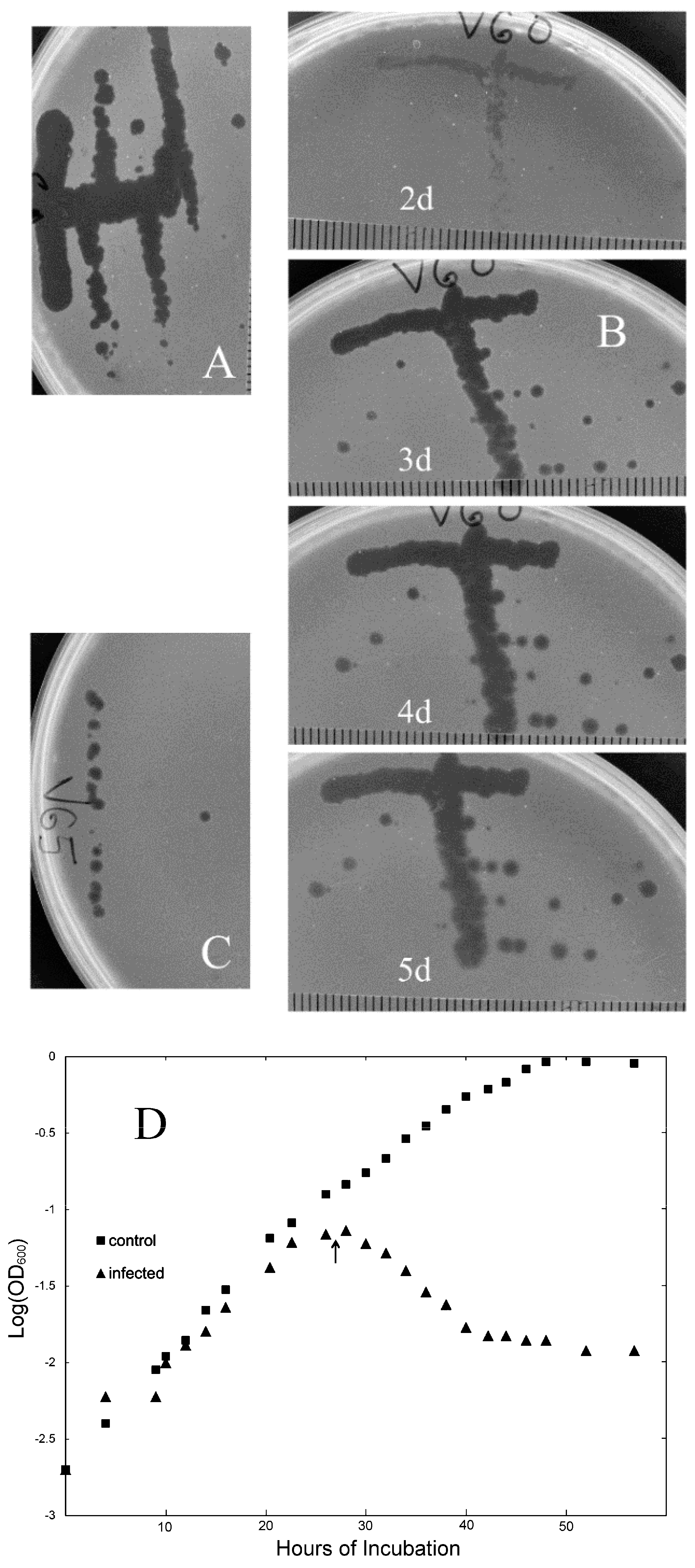 Viruses 14 01439 g001 Viruses 14 01439 g001