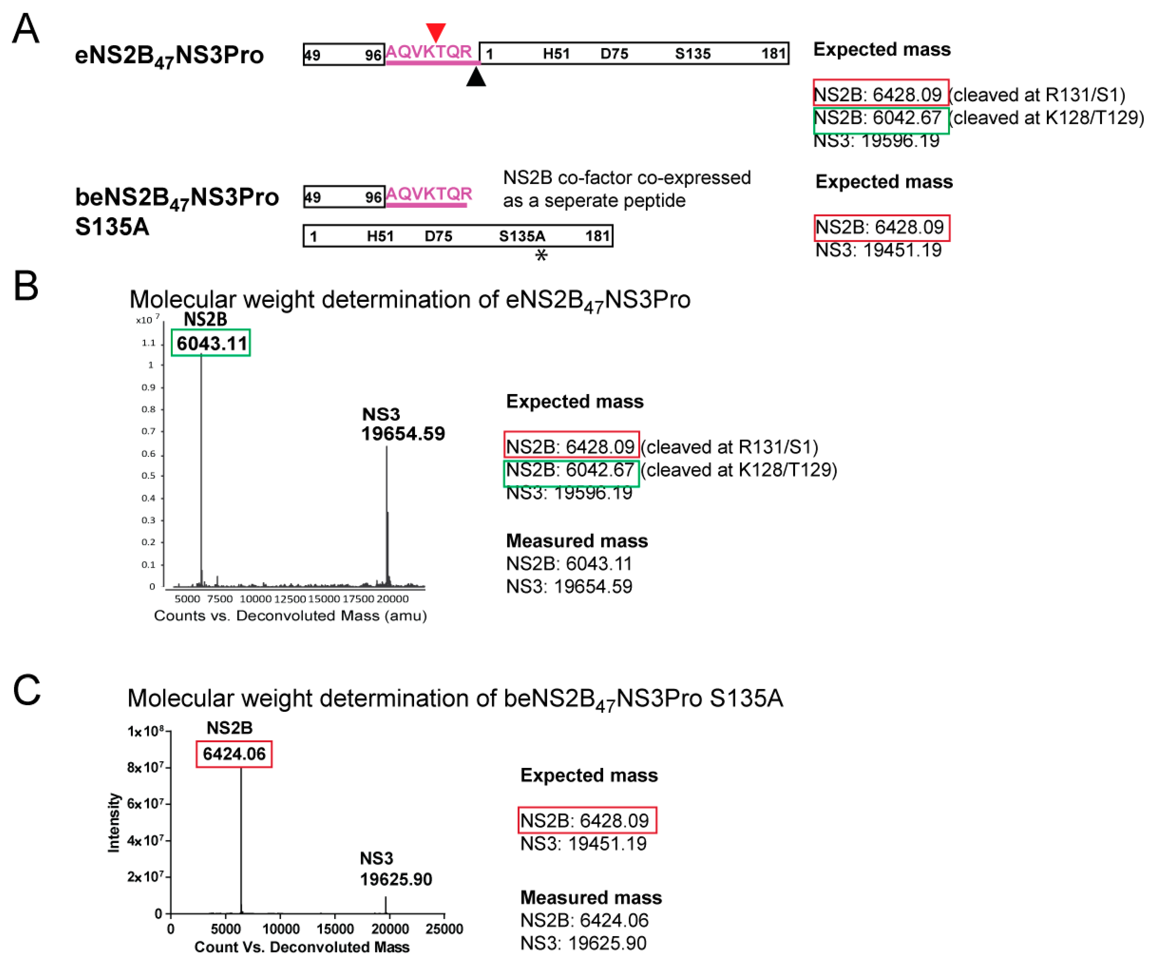 Viruses 14 01440 g002 Viruses 14 01440 g002