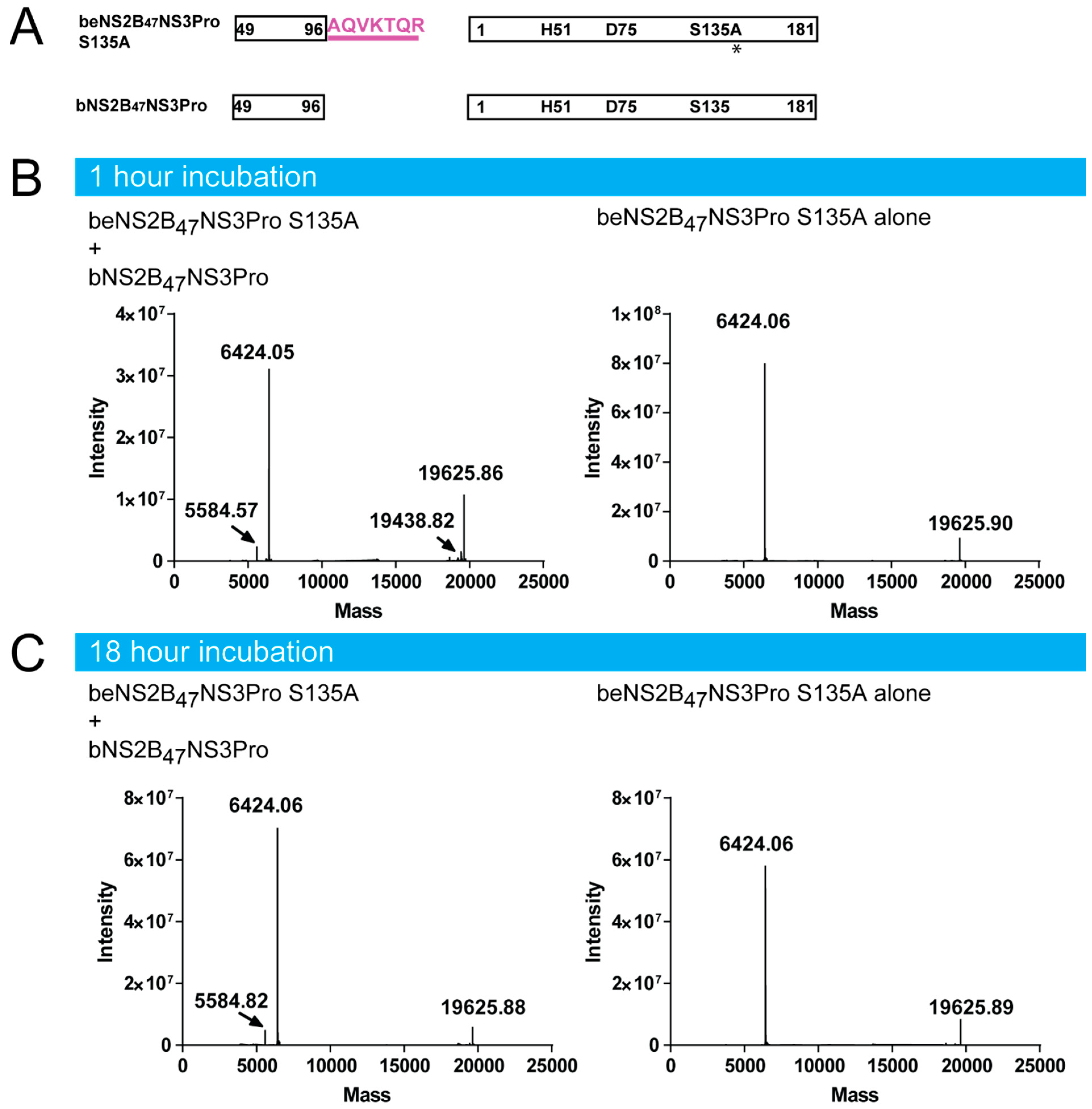 Viruses 14 01440 g003 Viruses 14 01440 g003