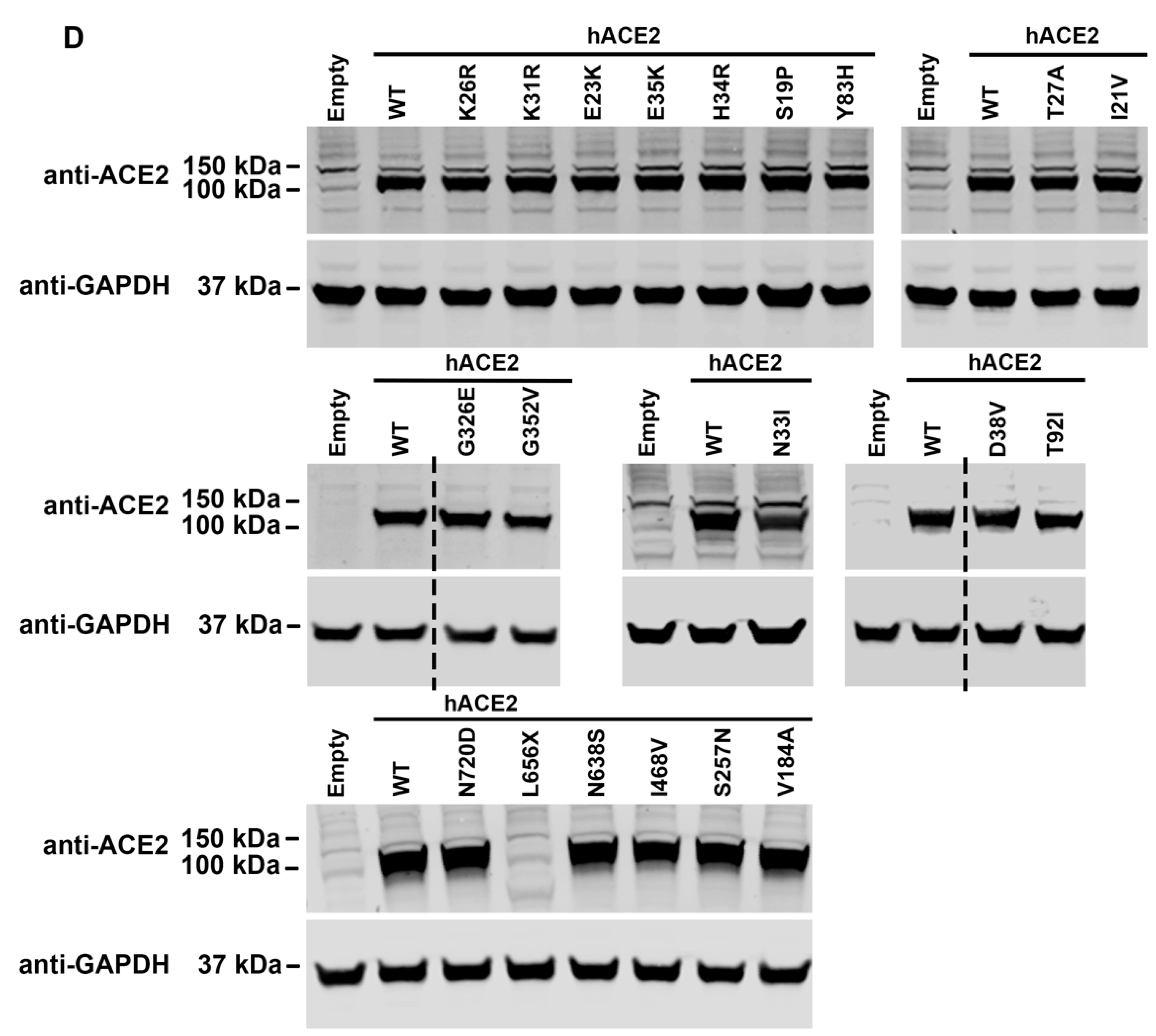 Viruses 14 01451 g002c 550
