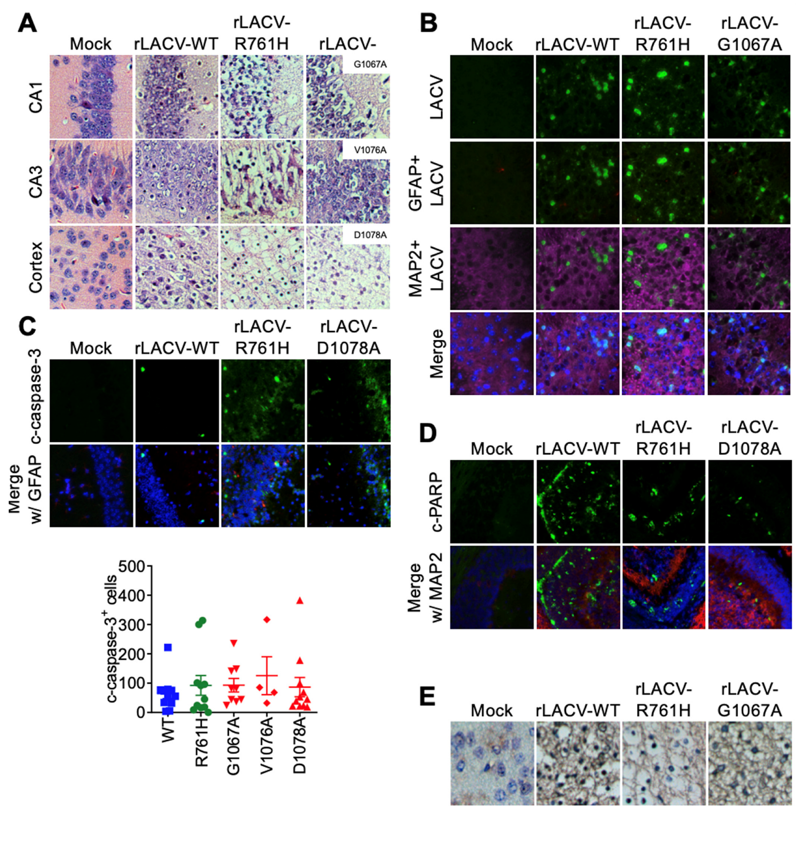 Viruses 14 01464 g004 550