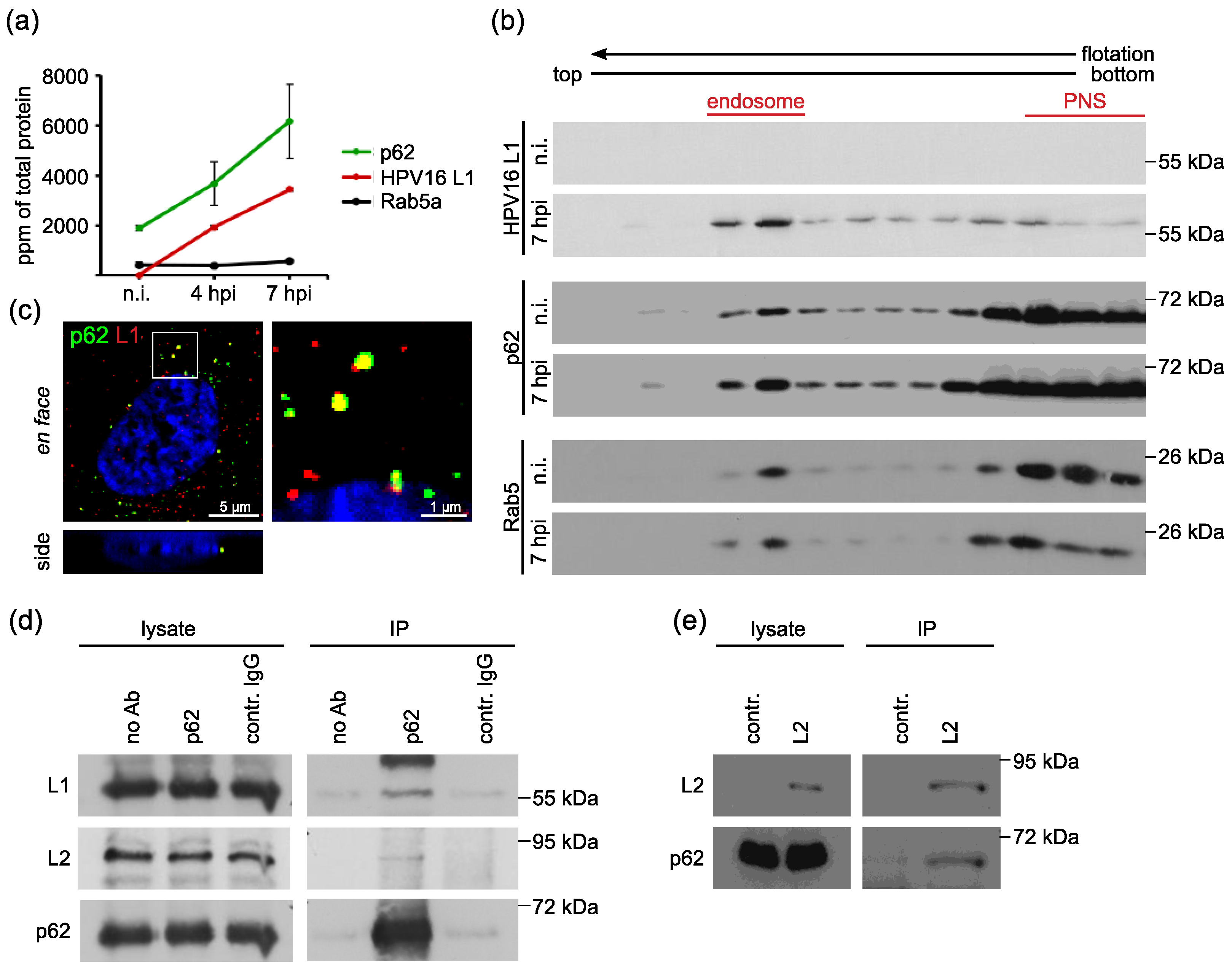 Viruses 14 01478 g001