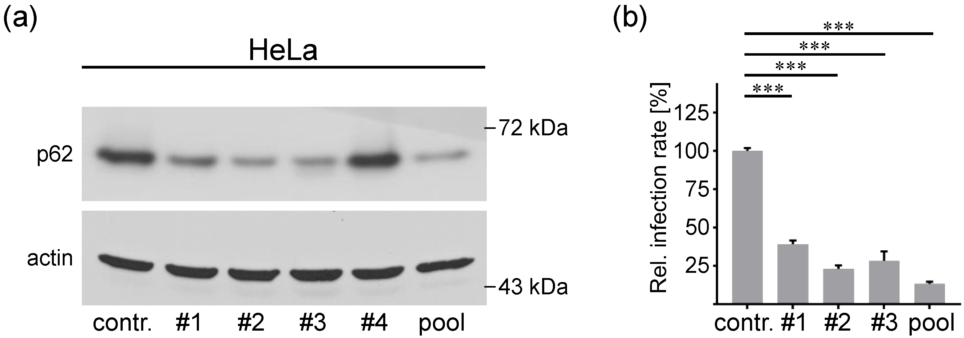 Viruses 14 01478 g003