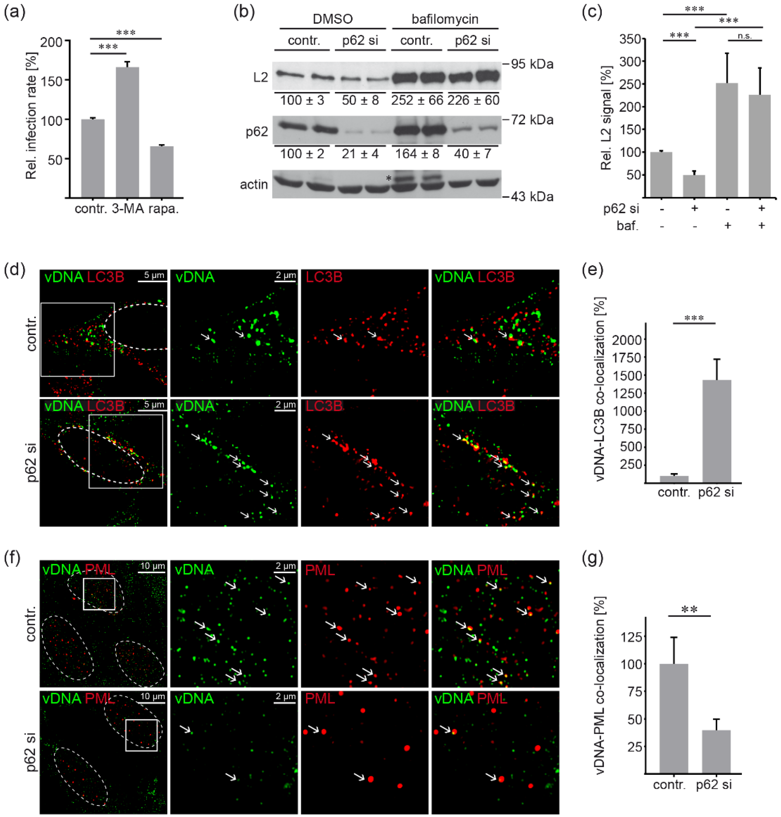 Viruses 14 01478 g004