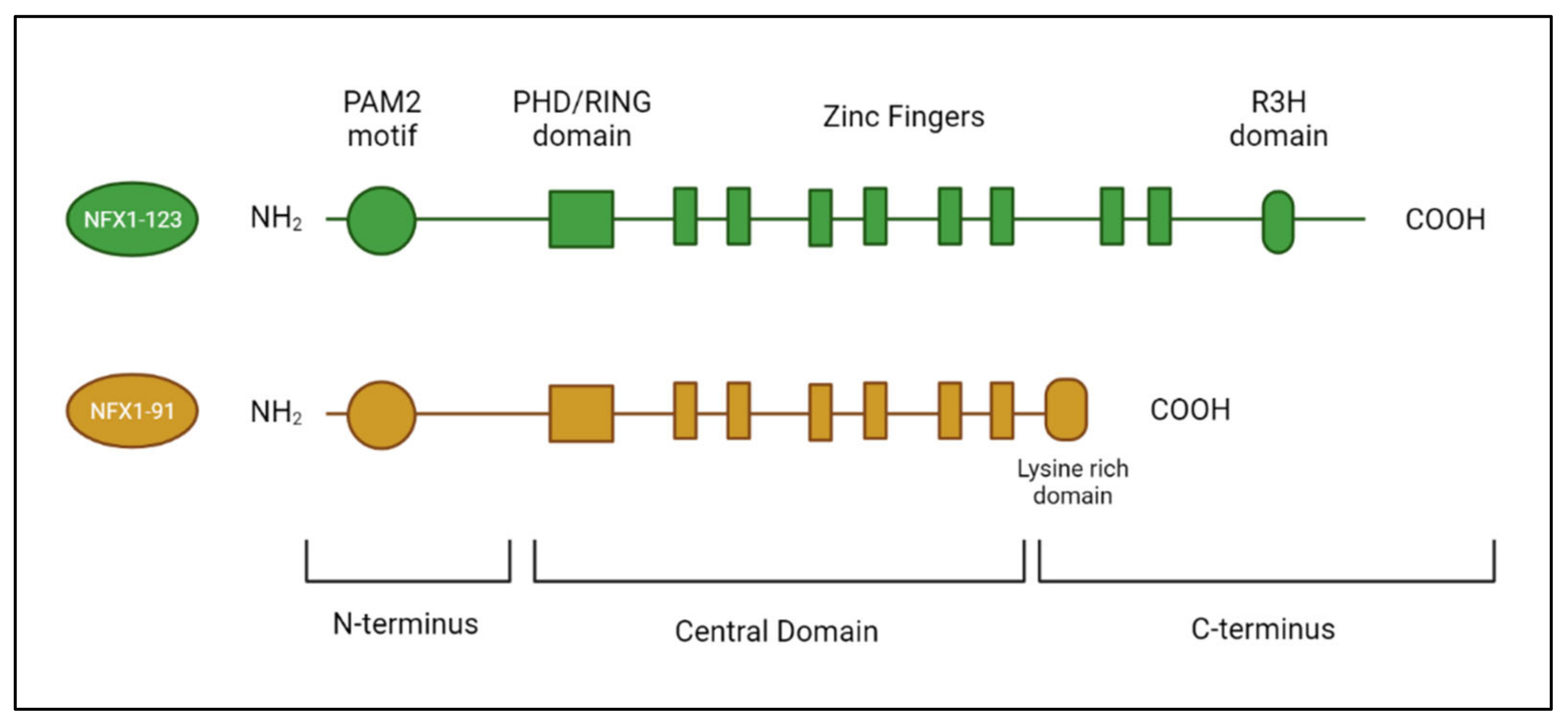 Viruses 14 01483 g002 550