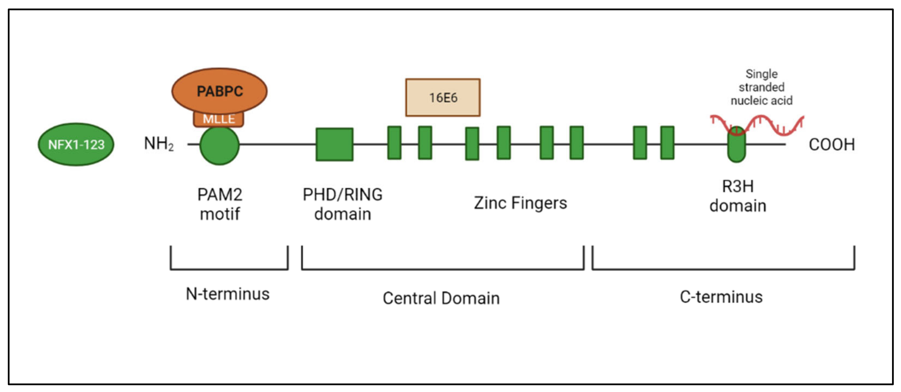 Viruses 14 01483 g003 550