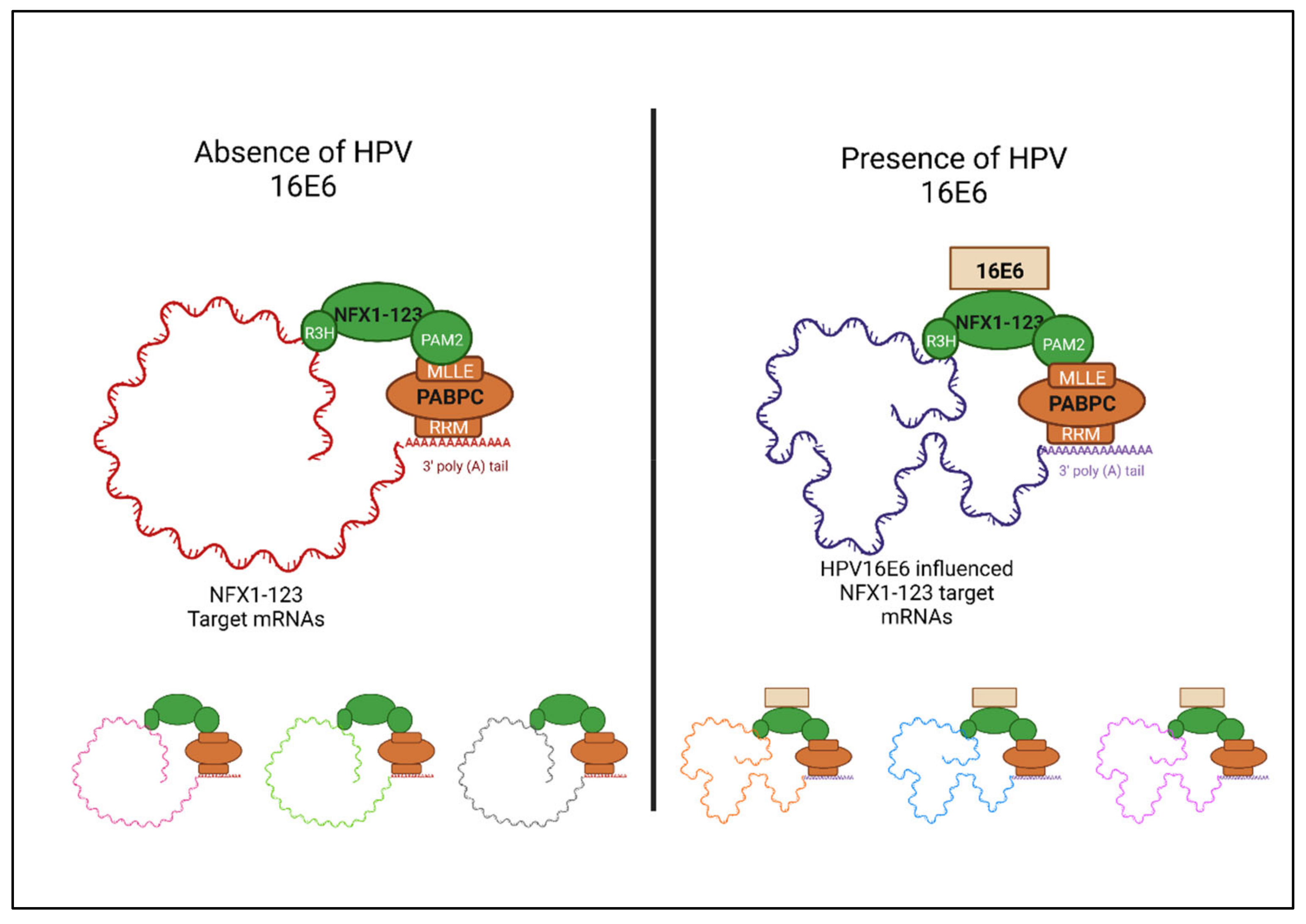 Viruses 14 01483 g004 550