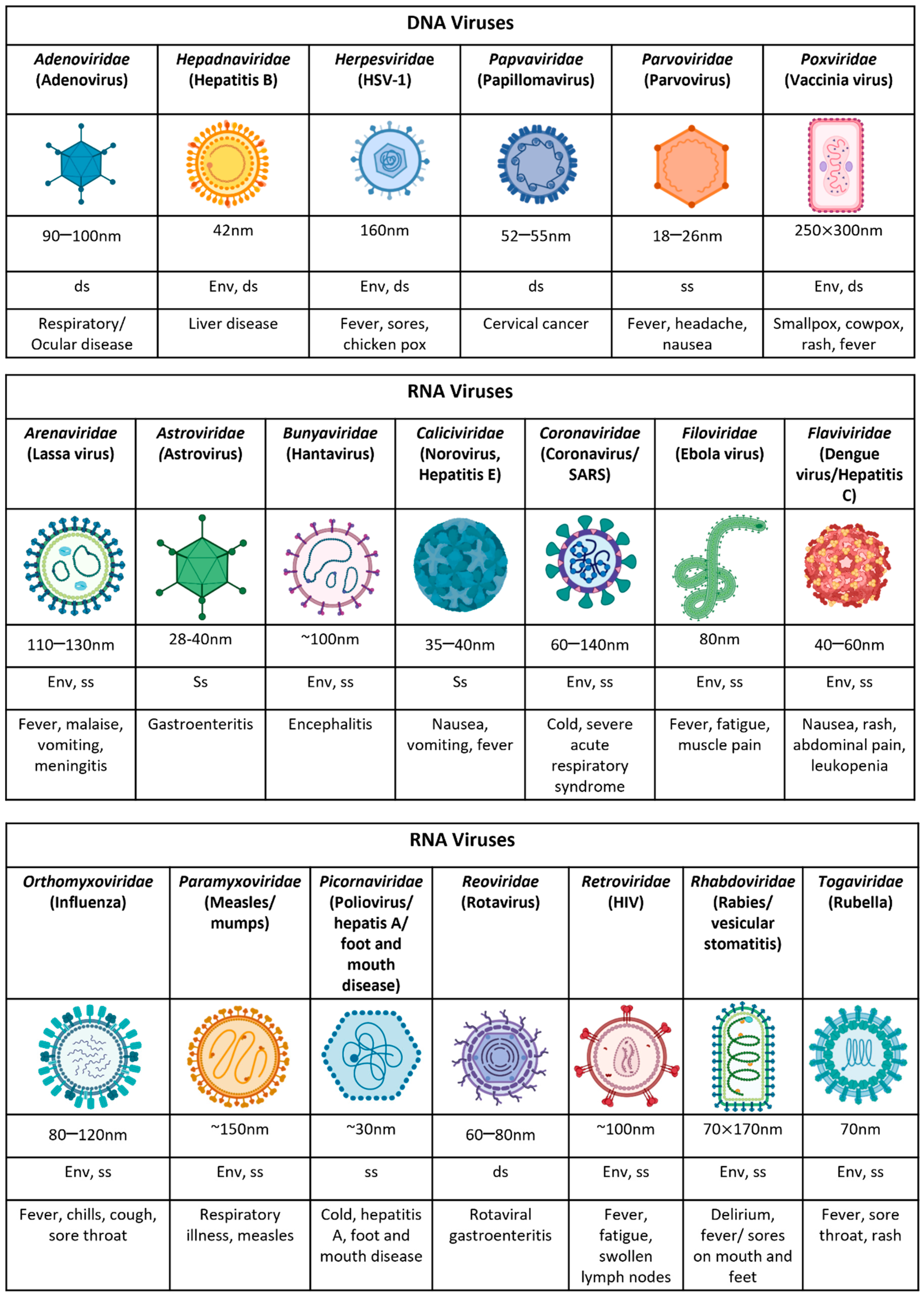 Viruses | Free Full-Text | Understanding Immune Responses to 
