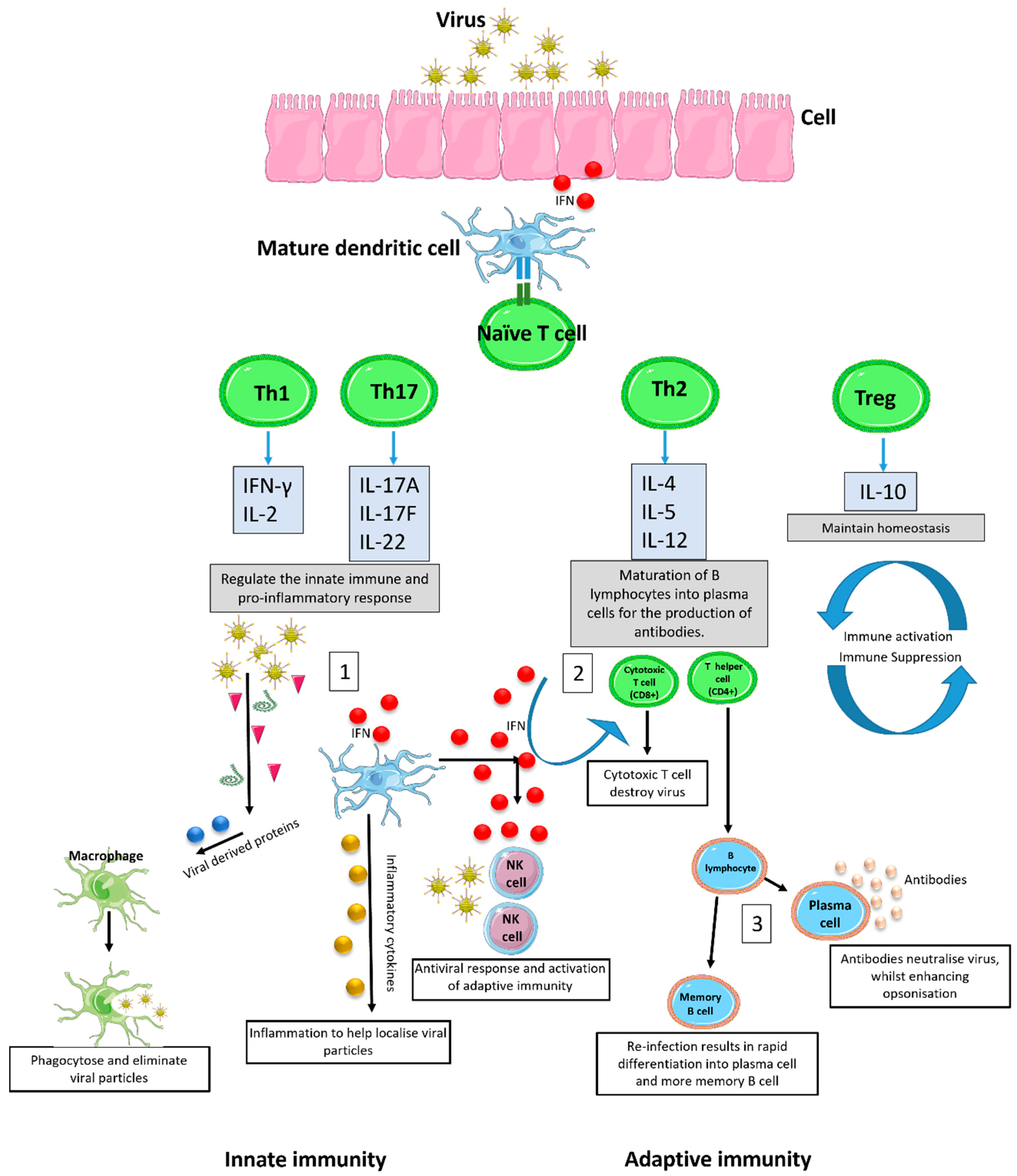 Viruses | Free Full-Text | Understanding Immune Responses to 