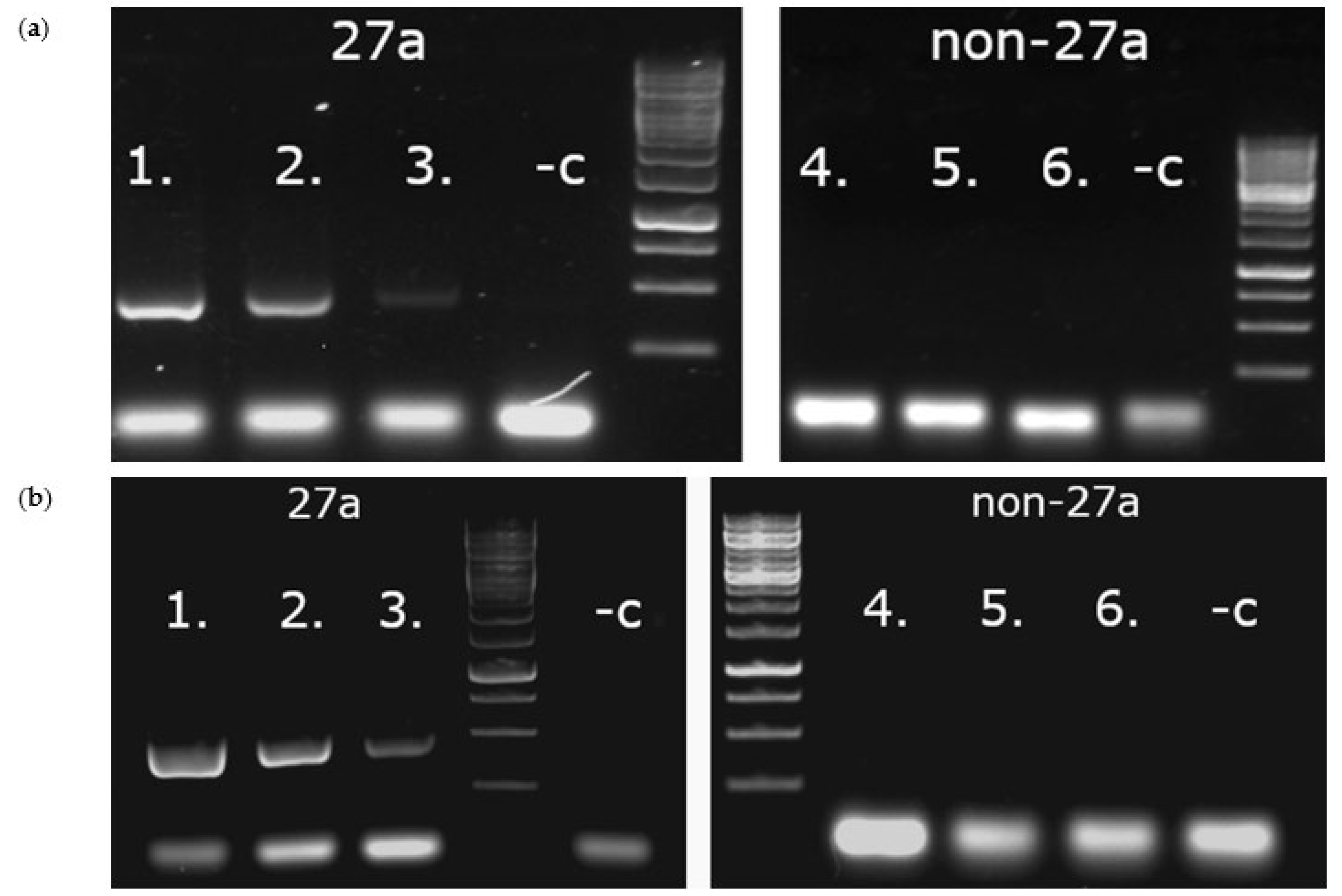 Viruses 14 01500 g005