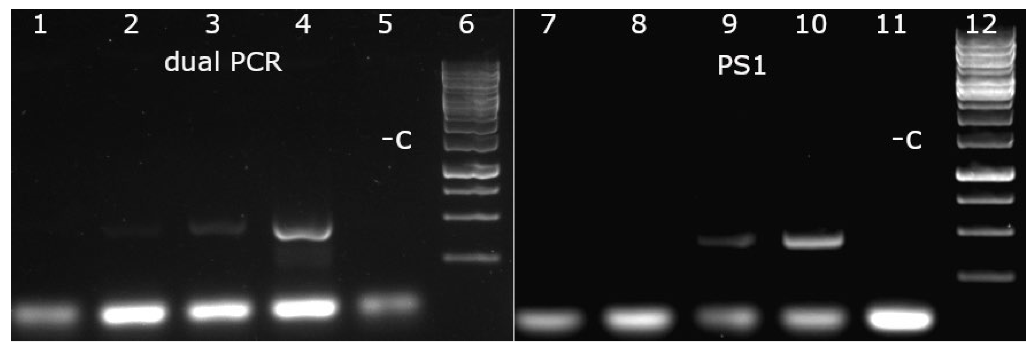 Viruses 14 01500 g008