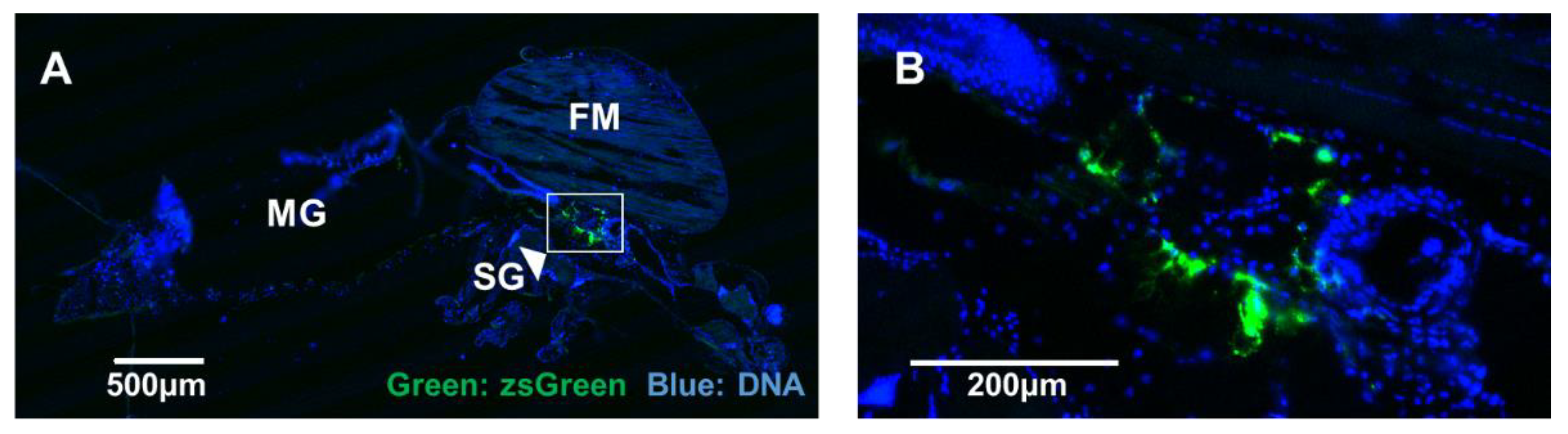 Viruses 14 01501 g005