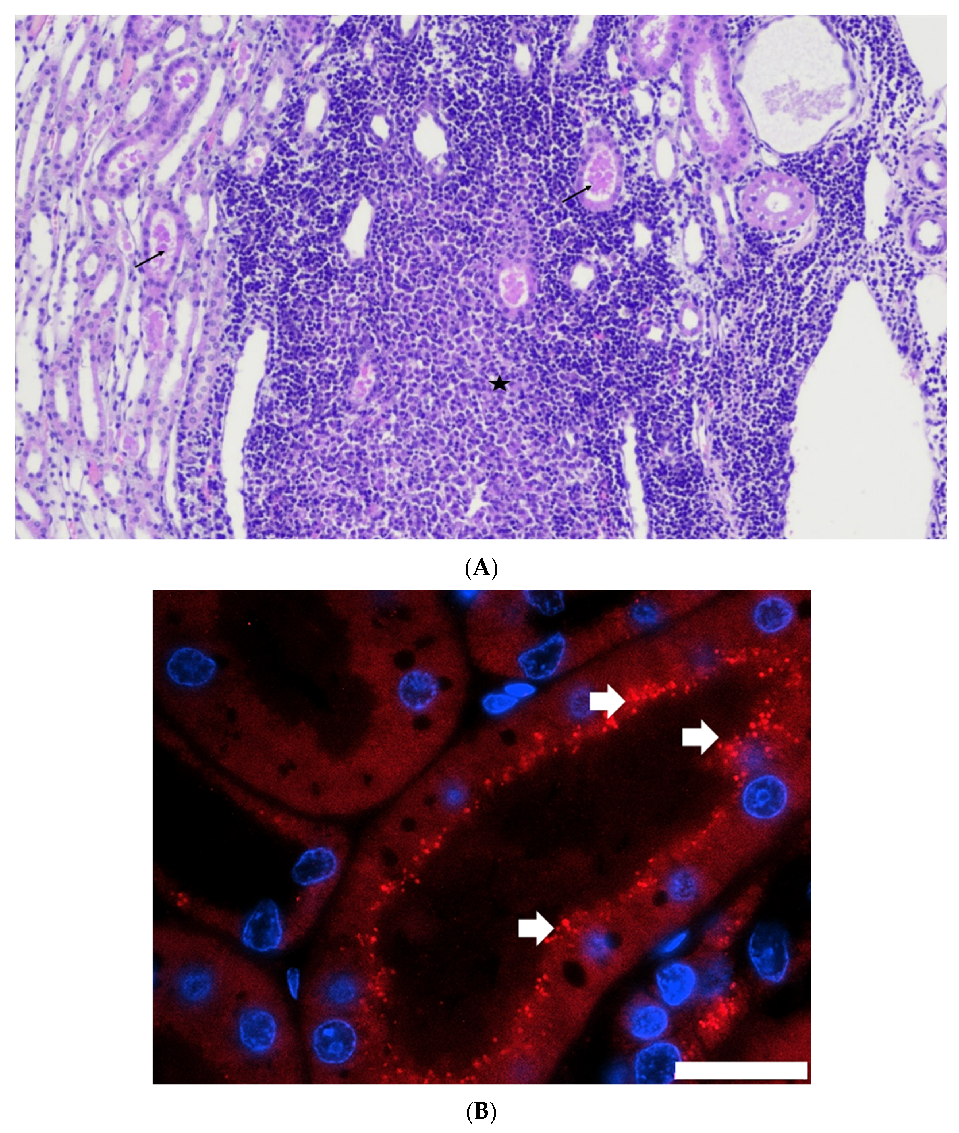 Viruses 14 01503 g006 550