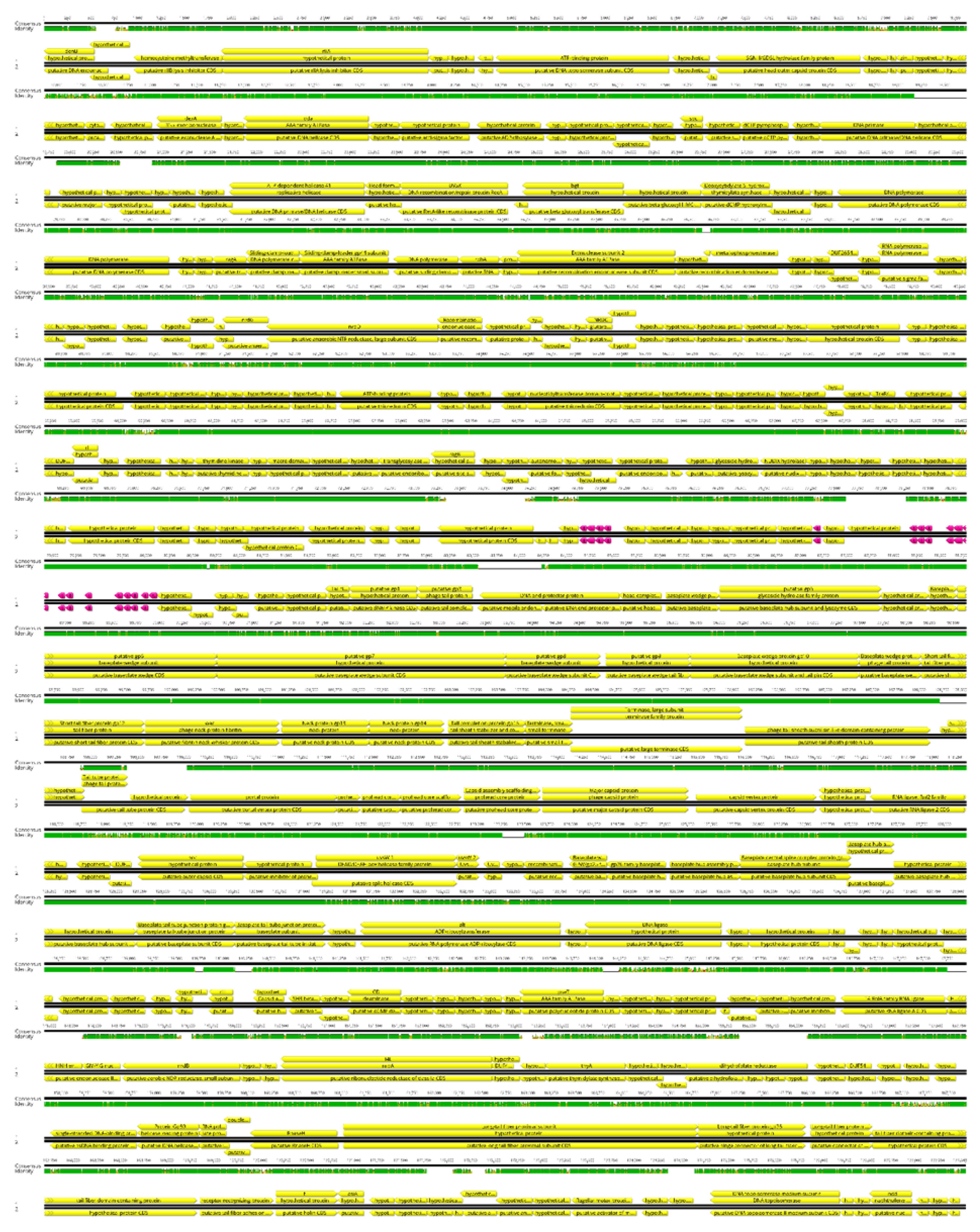 Viruses 14 01518 g004 550