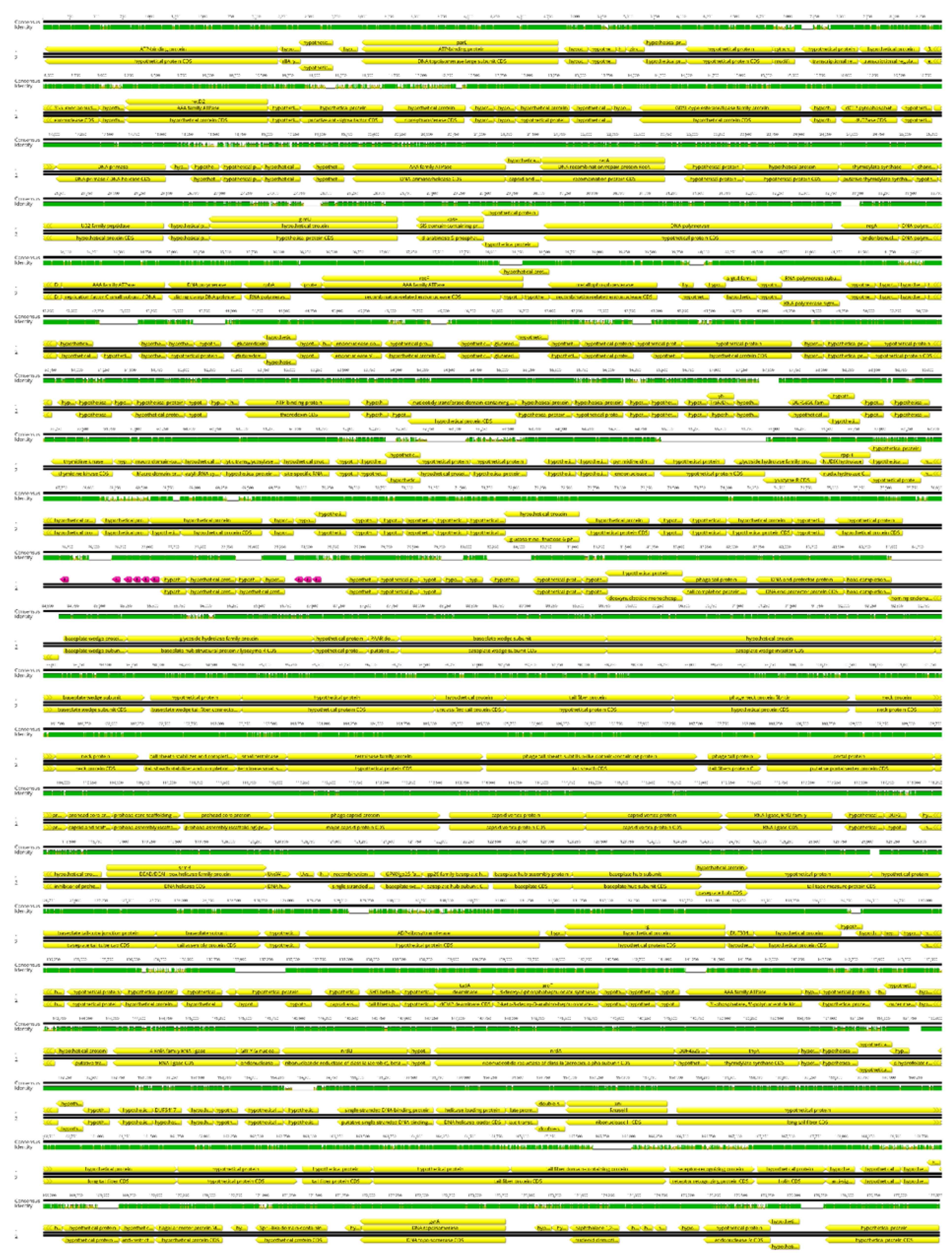 Viruses 14 01518 g005 550